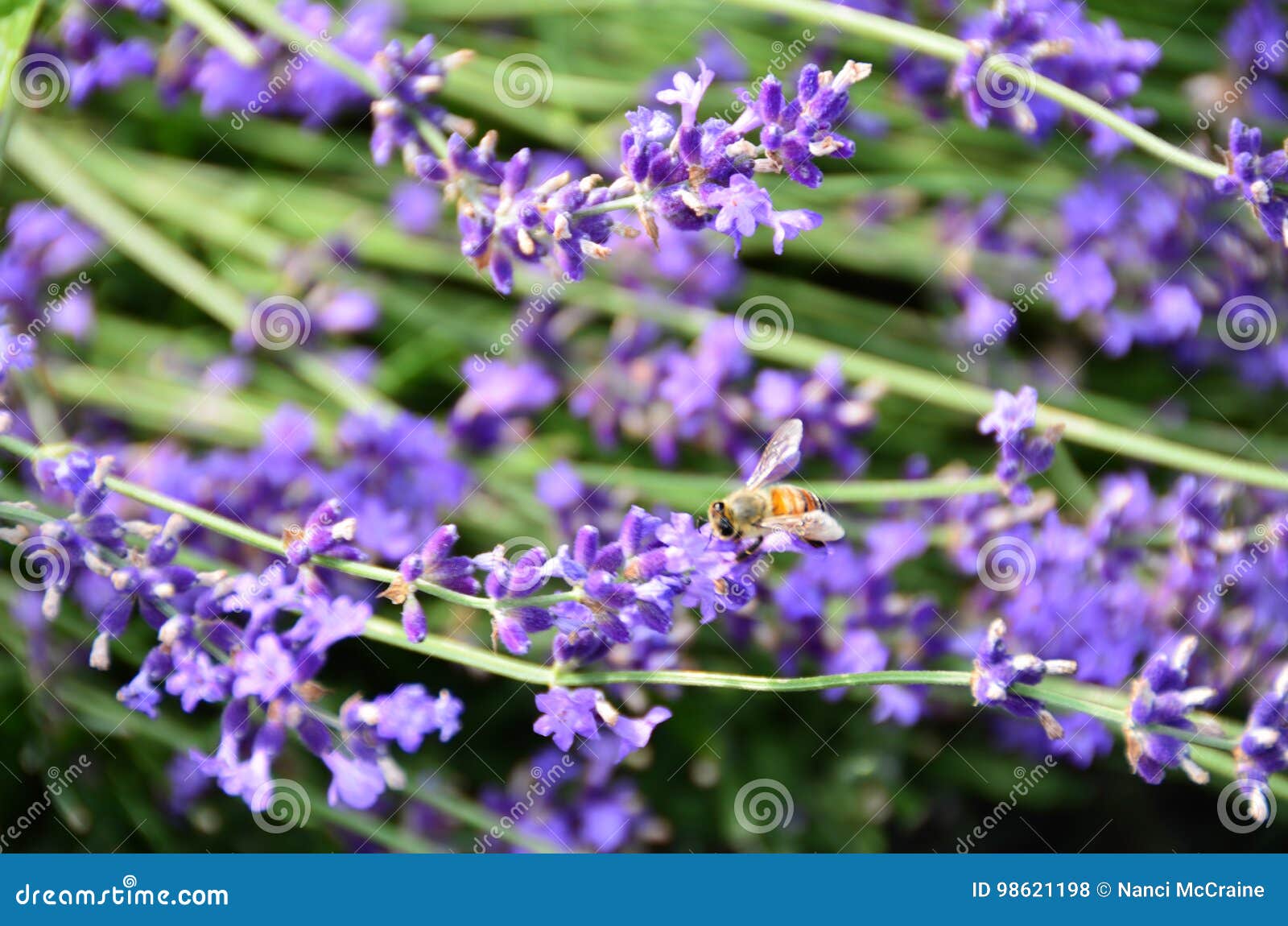 7+ Thousand Culinary Lavender Royalty-Free Images, Stock Photos & Pictures