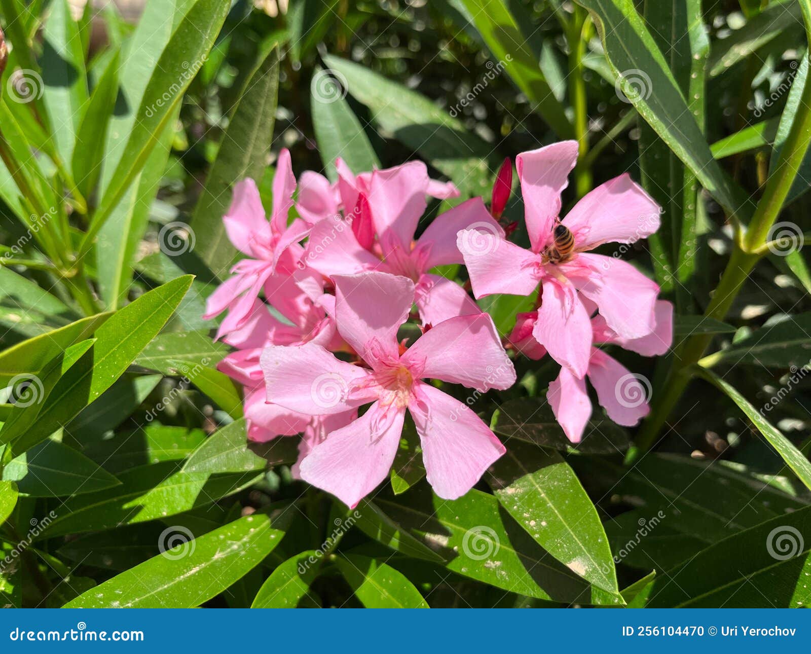 A Bee Collects Nectar on a Pink Oleander Flower Stock Photo Image of