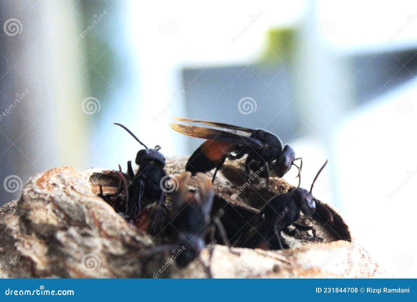 The Bee Colony is Building a Hive Stock Photo Image of honeybee