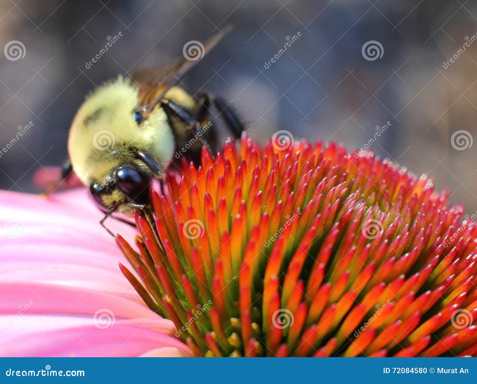 Bee on the cone flower. stock photo. Image of pretty 72084580