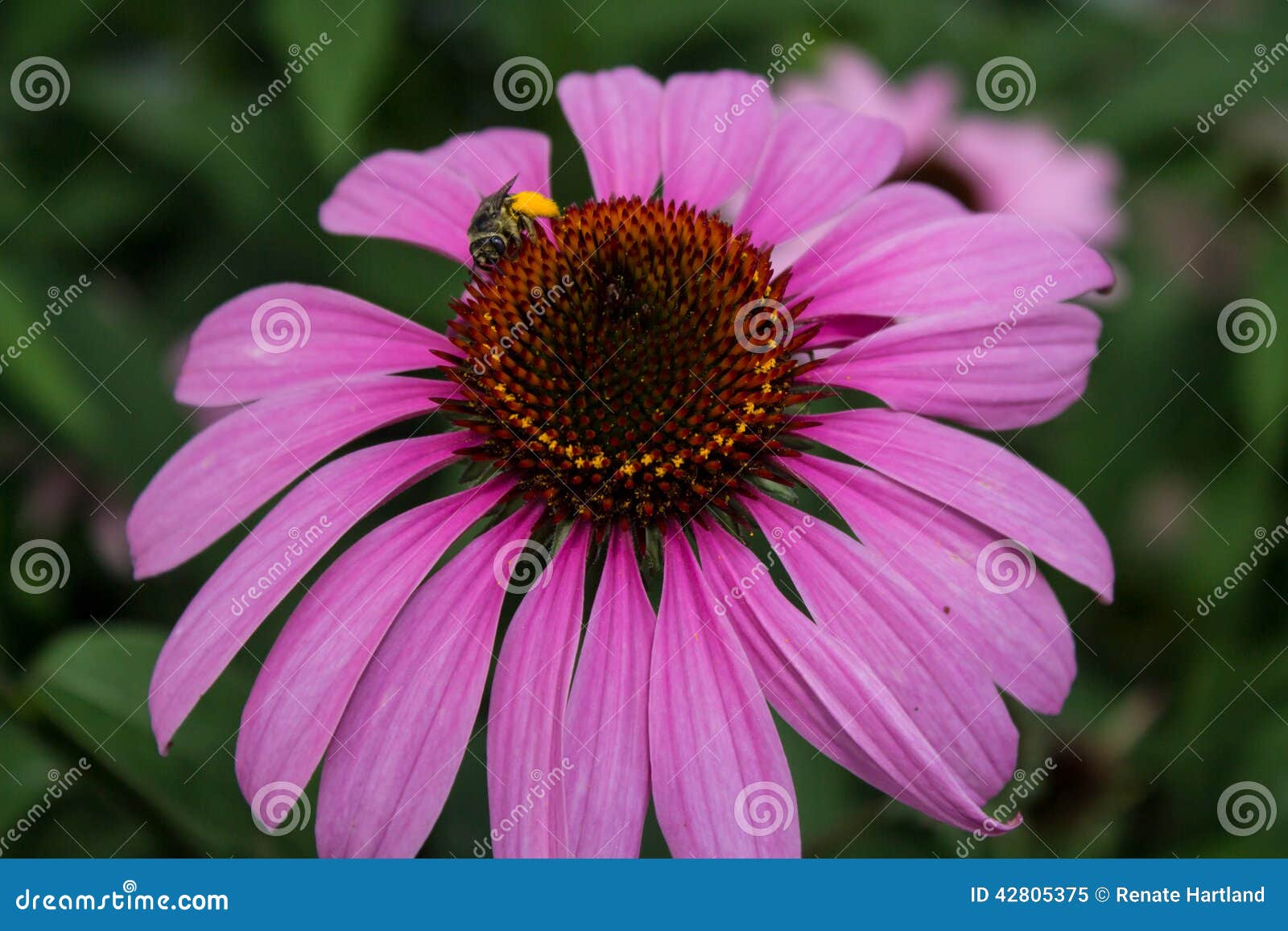 Bee on Cone Flower stock image. Image of francis, honeybee 42805375