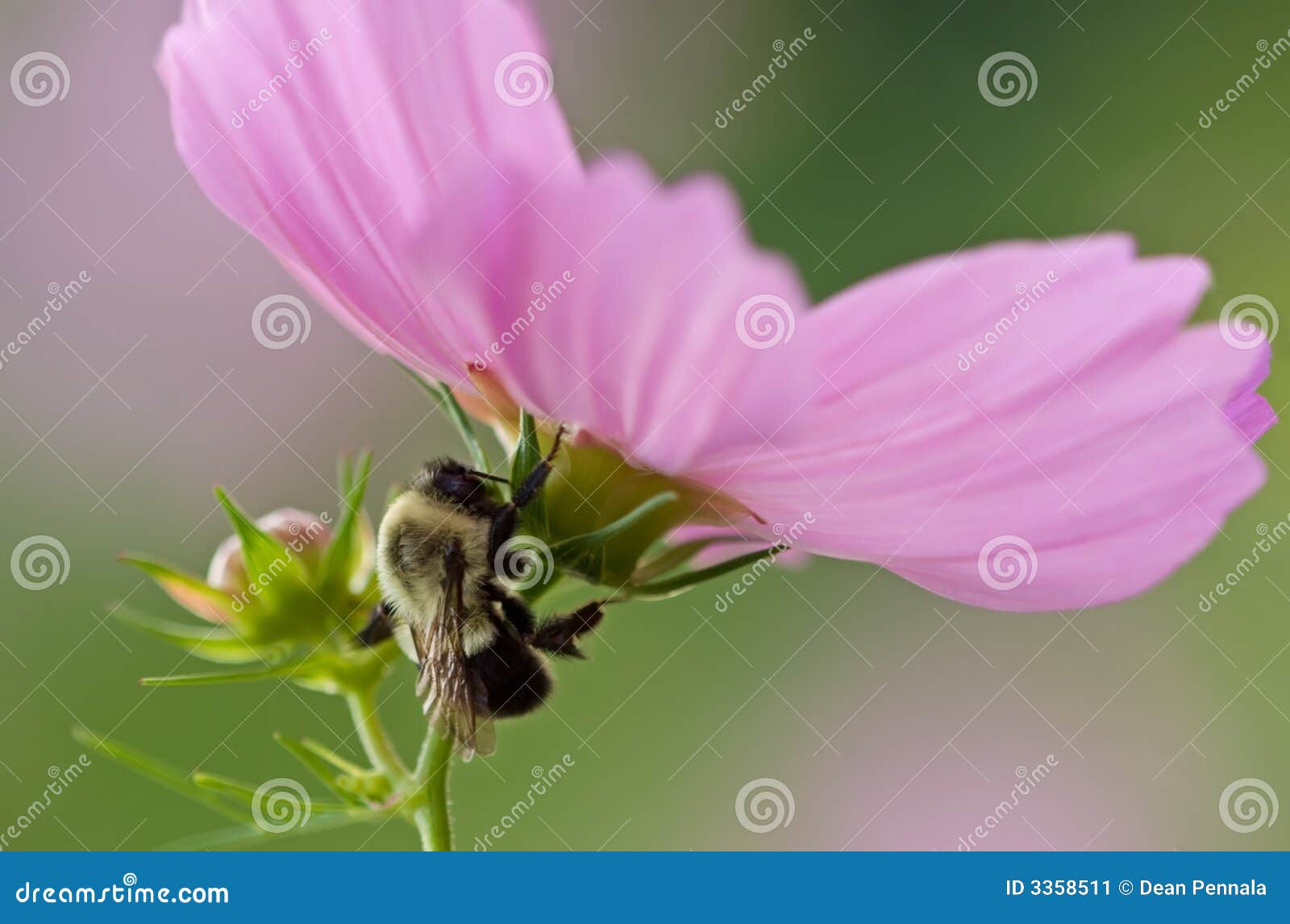 Bee on Cosmos stock image. Image of cold, motionless, perched 3358511