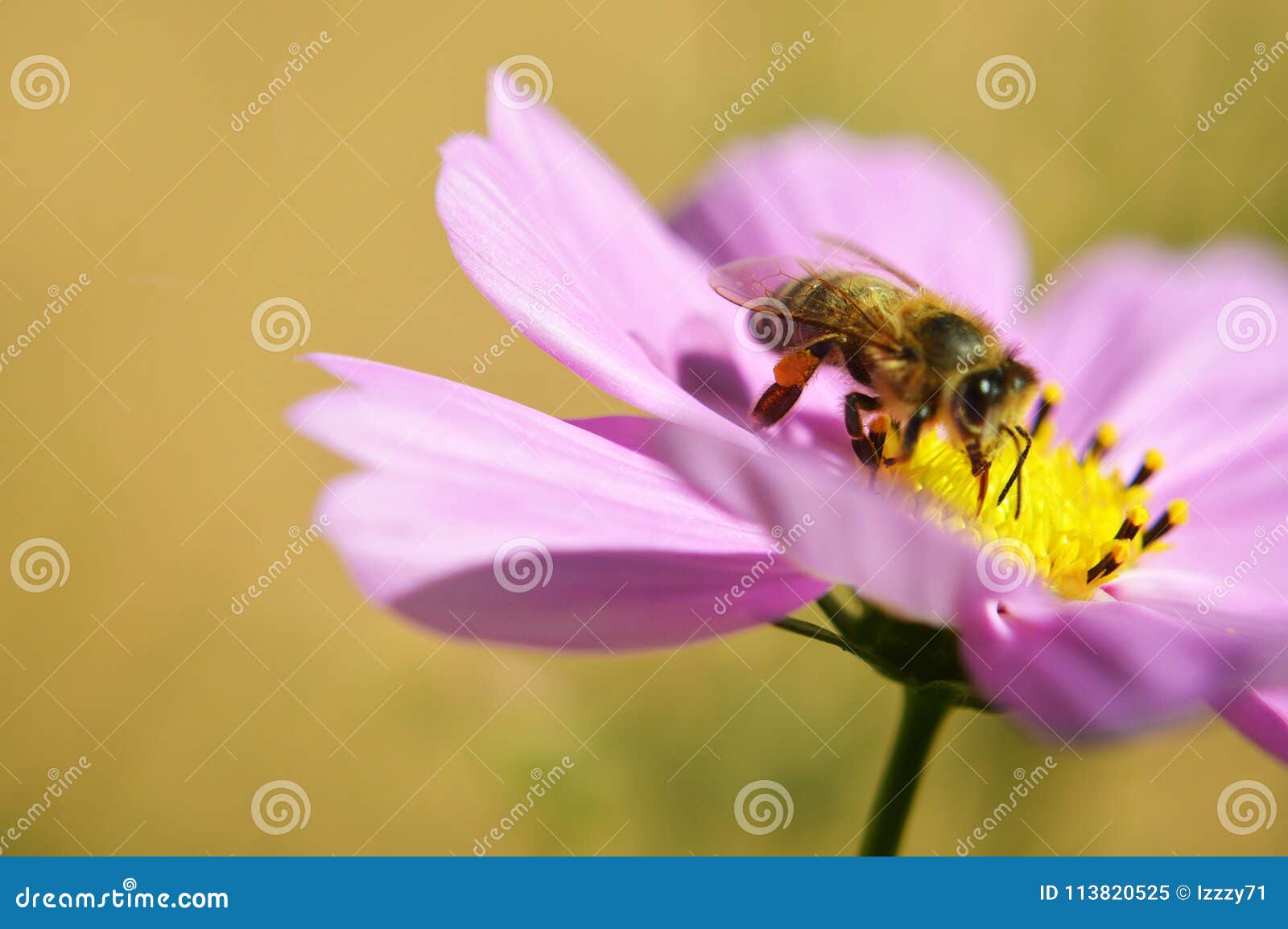 Bee on cosmos flower stock image. Image of honey, floral 113820525