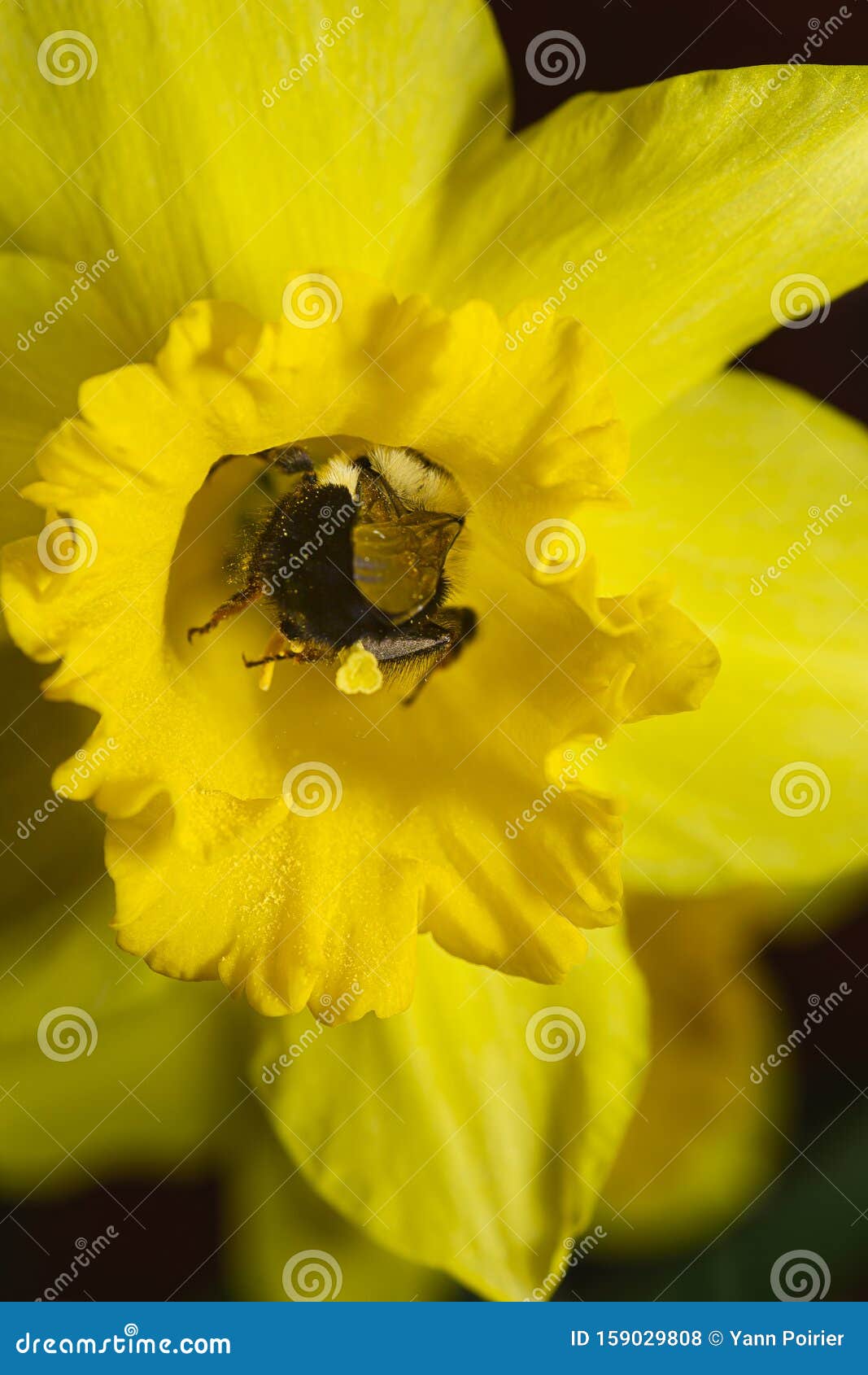 Bee in daffodils stock photo. Image of botanical, animal 159029808
