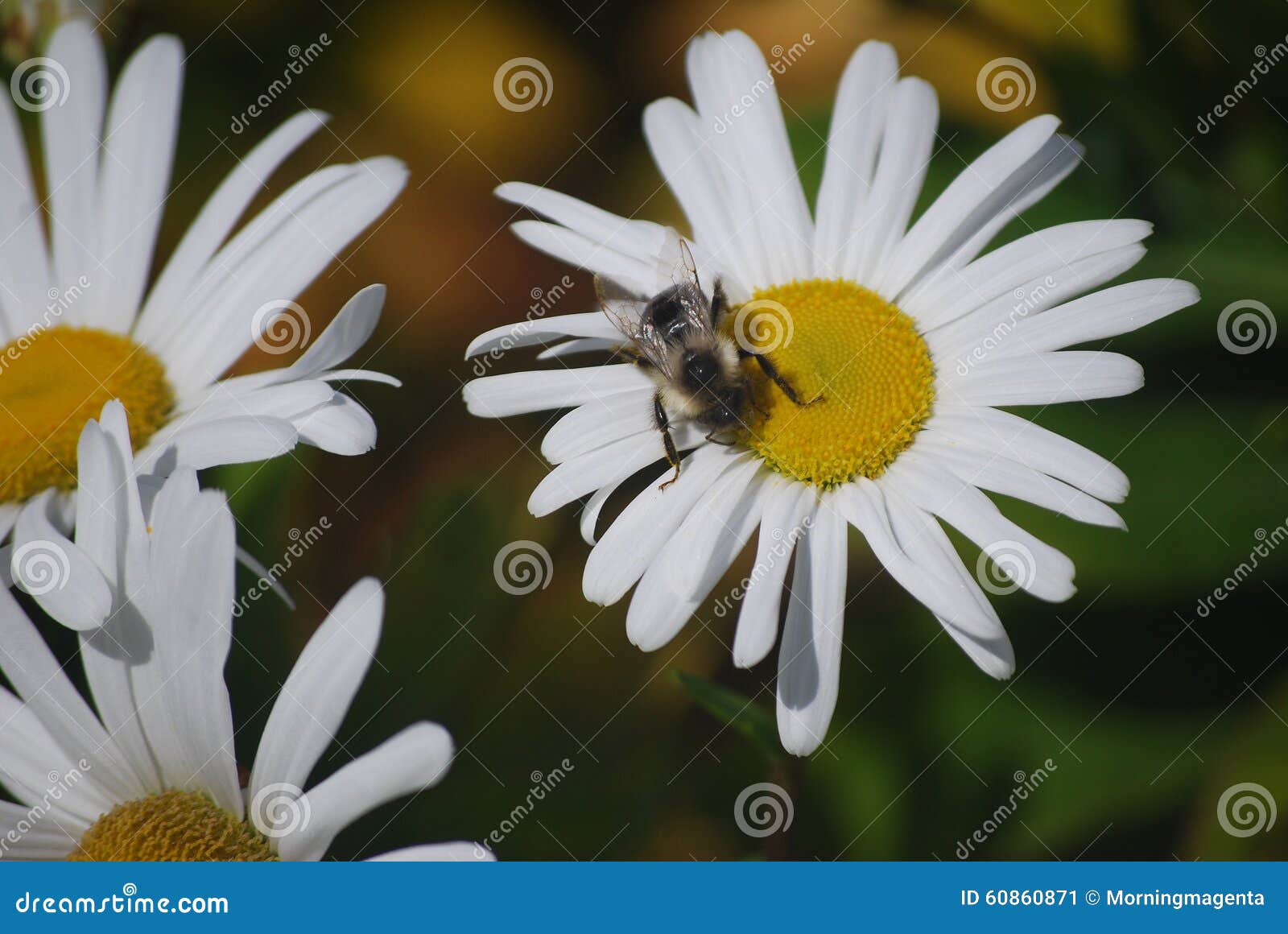 Bee on Daisy stock image. Image of insect, bumblebee 60860871
