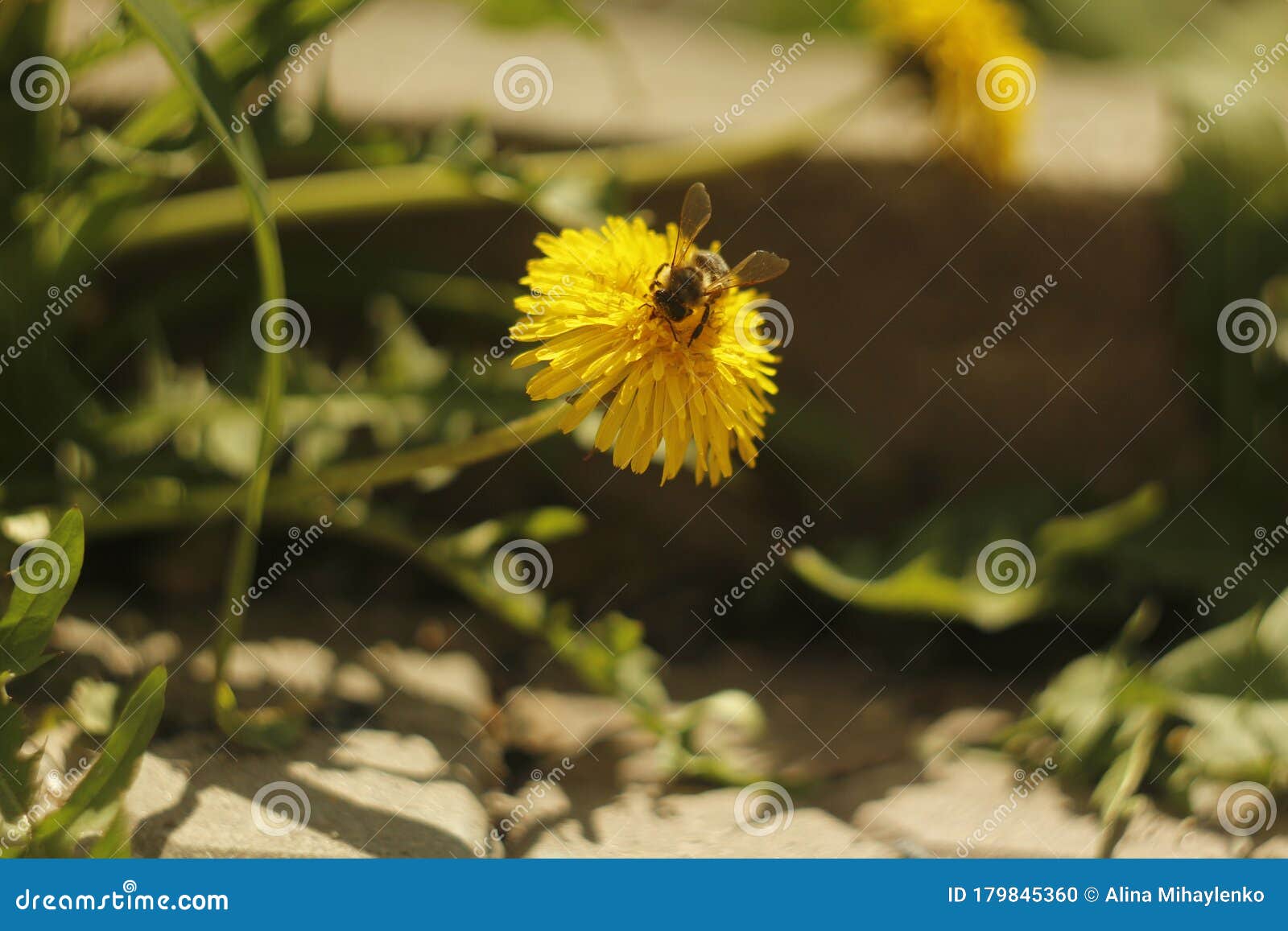 bee-on-a-dandelion-stock-photo-image-of-spring-collecting-179845360