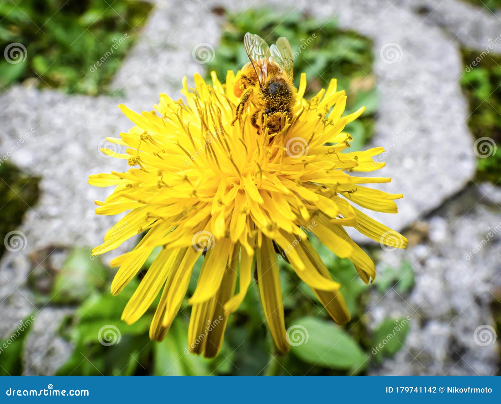 Bee on a dandelion flower stock photo. Image of honey 179741142