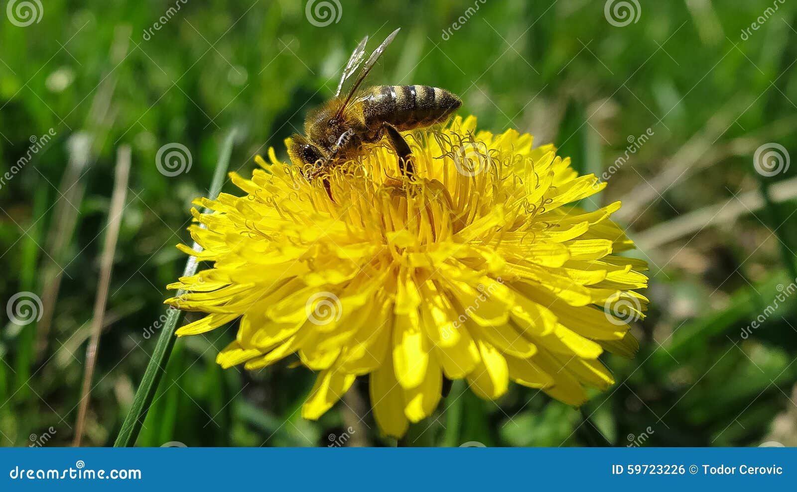 Bee on dandelion stock photo. Image of leaf, nature, herb 59723226