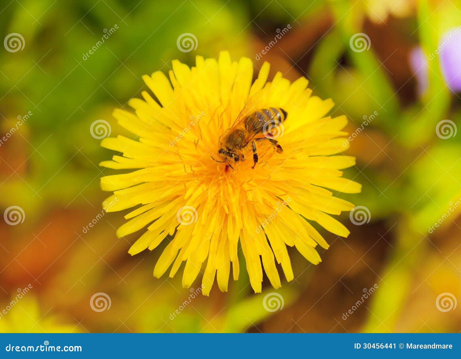 Bee on dandelion stock image. Image of background, nature 30456441