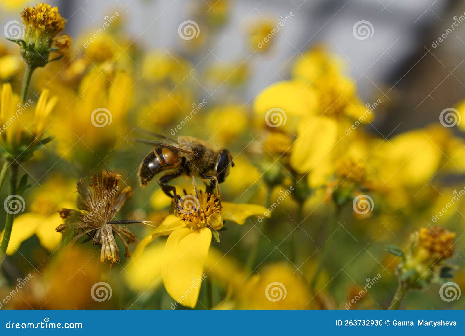 A Bee Drinks Nectar from Flowers in a Flower Bed, Stock Photo Image