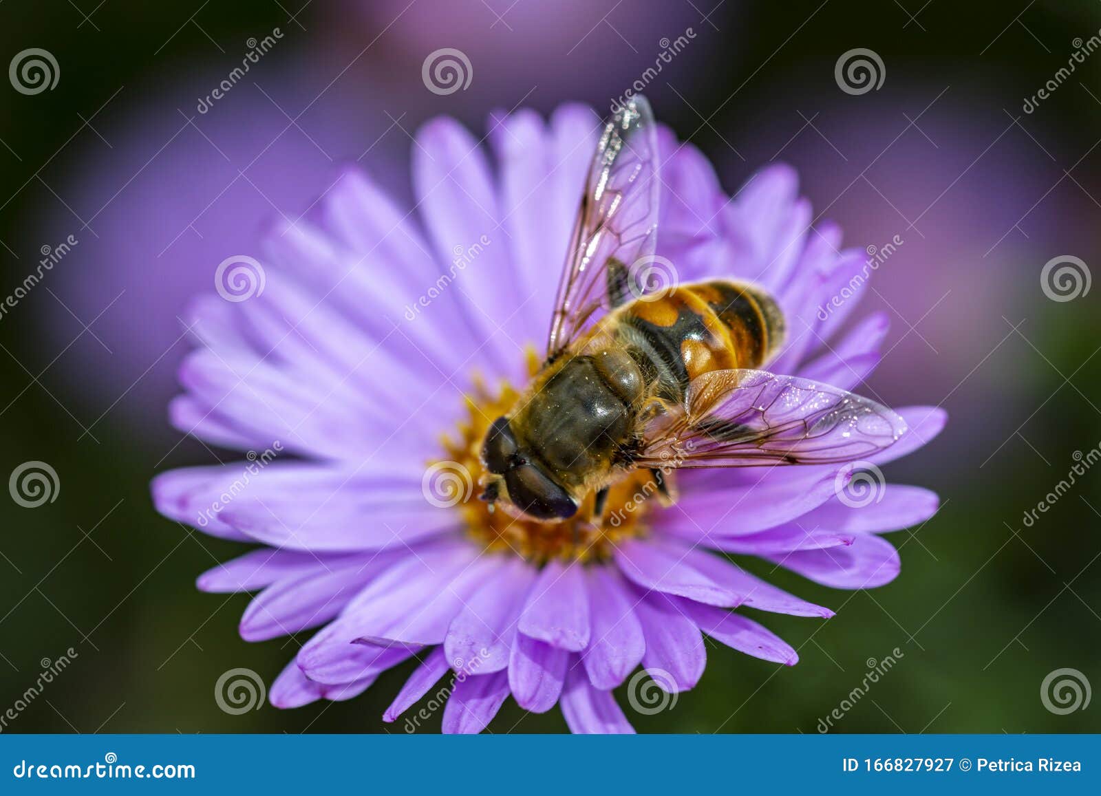Bee Eat Pollen of Flower Spring Flower and Bee Pollinated Violet