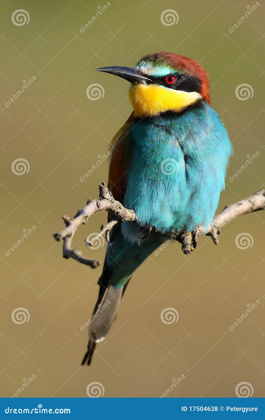 bee eater