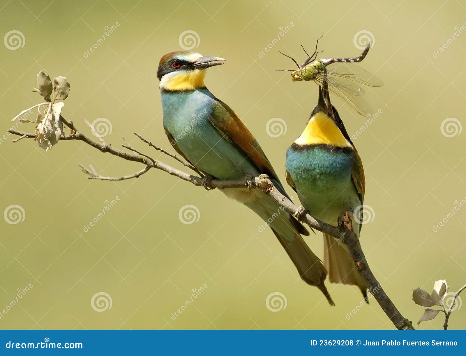 Bee Eaters Eating a Dragonfly Stock Photo - Image of nature, birds: 23629208 Bee Eaters Eating a Dragonfly Stock Photo - Image of nature, birds: 23629208