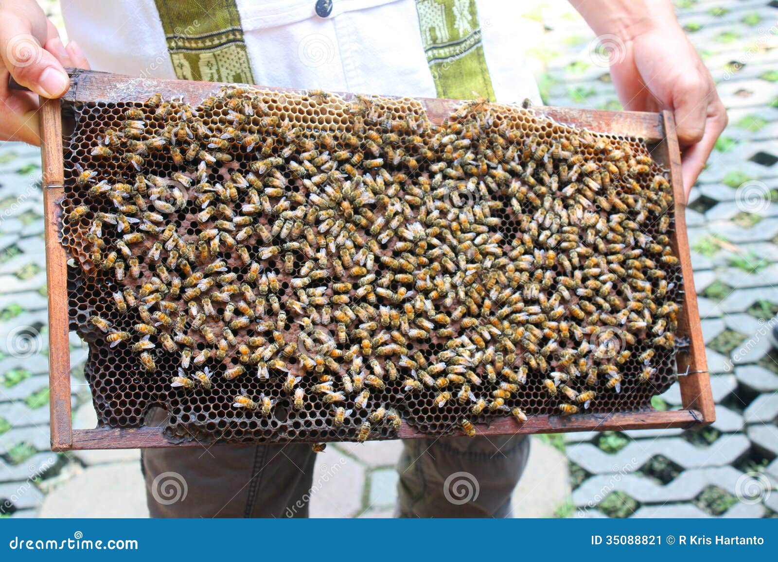 Bee Farmer stock image. Image of honey, insect, animal 35088821