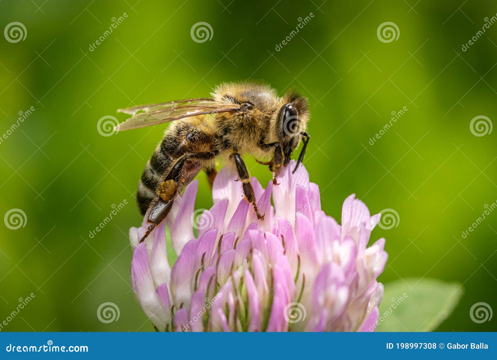 A Bee Feed on Red Clover Trifolium Pratense Stock Photo Image of