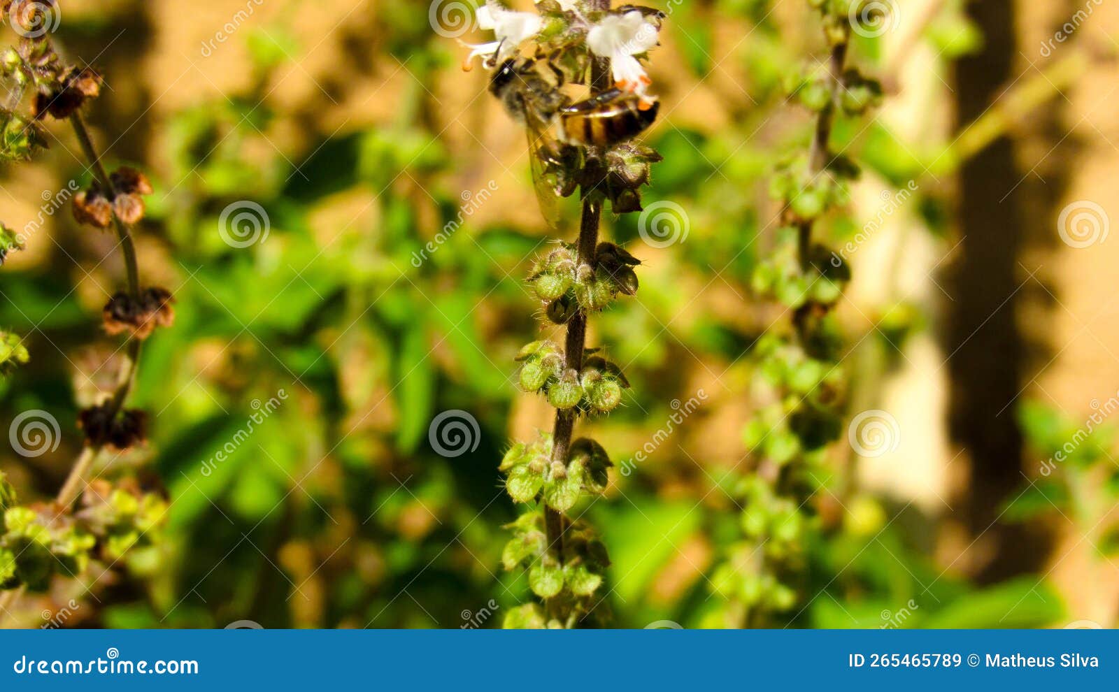 Bee Feeding on a Basil Flower Stock Image Image of blossom, green