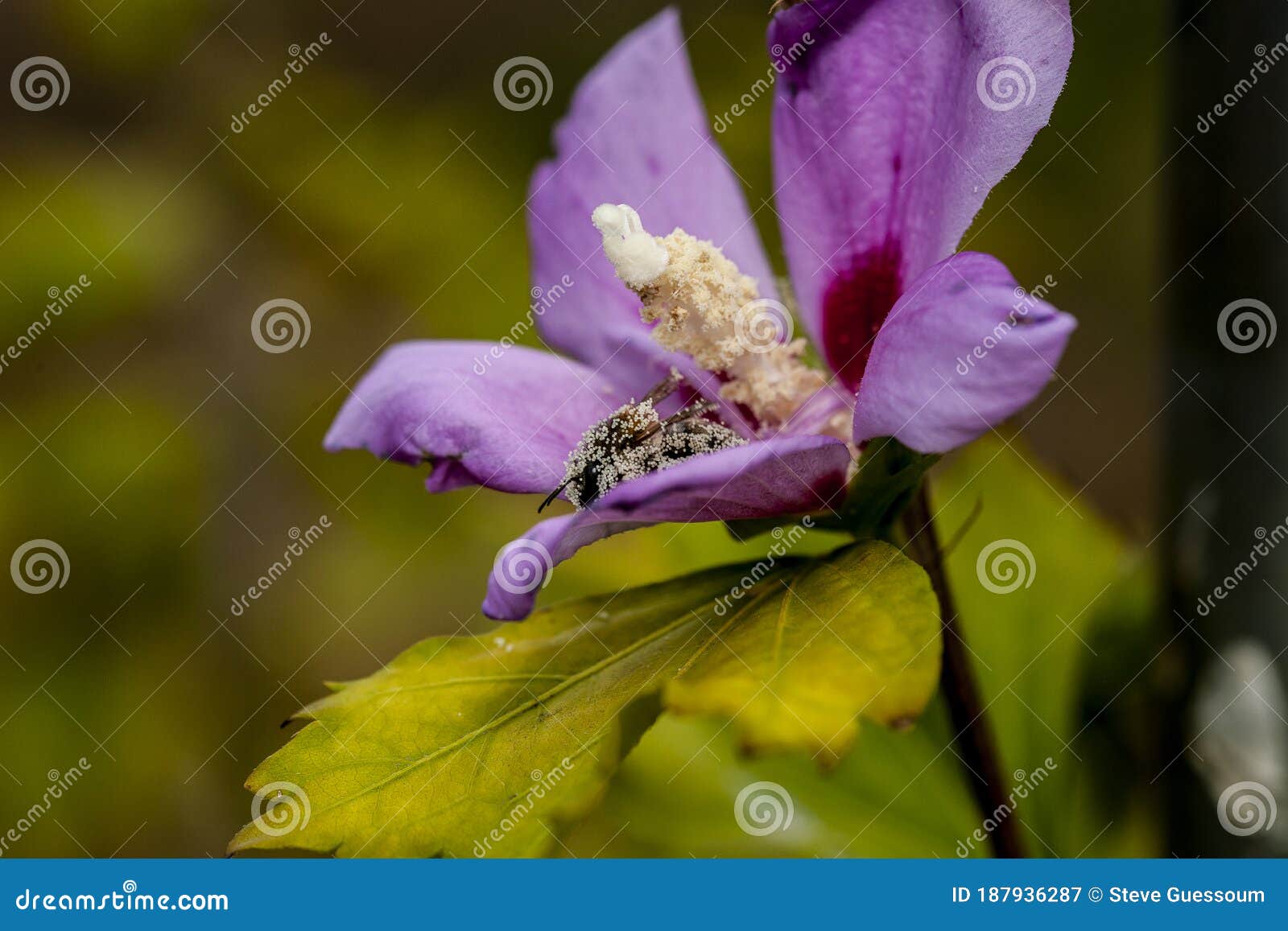 Bee Feeding on a Hibiscus Flower Stock Image Image of shrub, plant 187936287