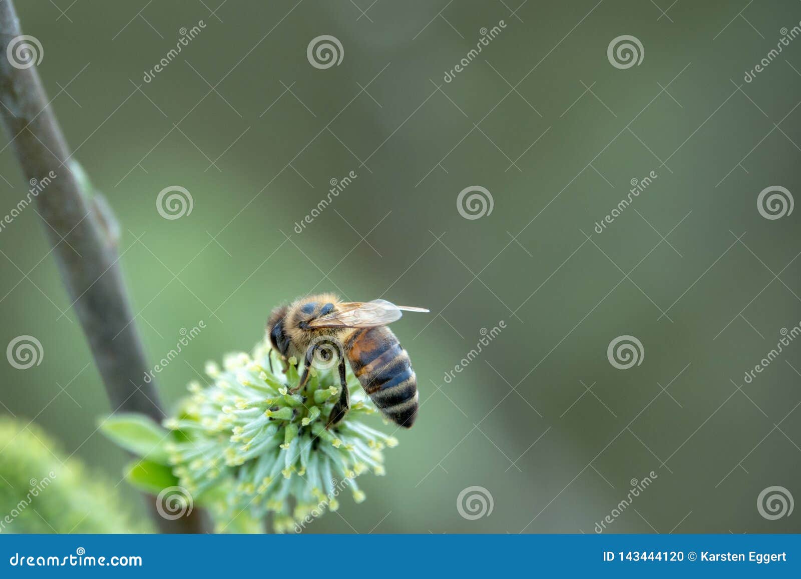 Bee Flies from Blossom To Blossom Stock Photo - Image of leaf, flora ...