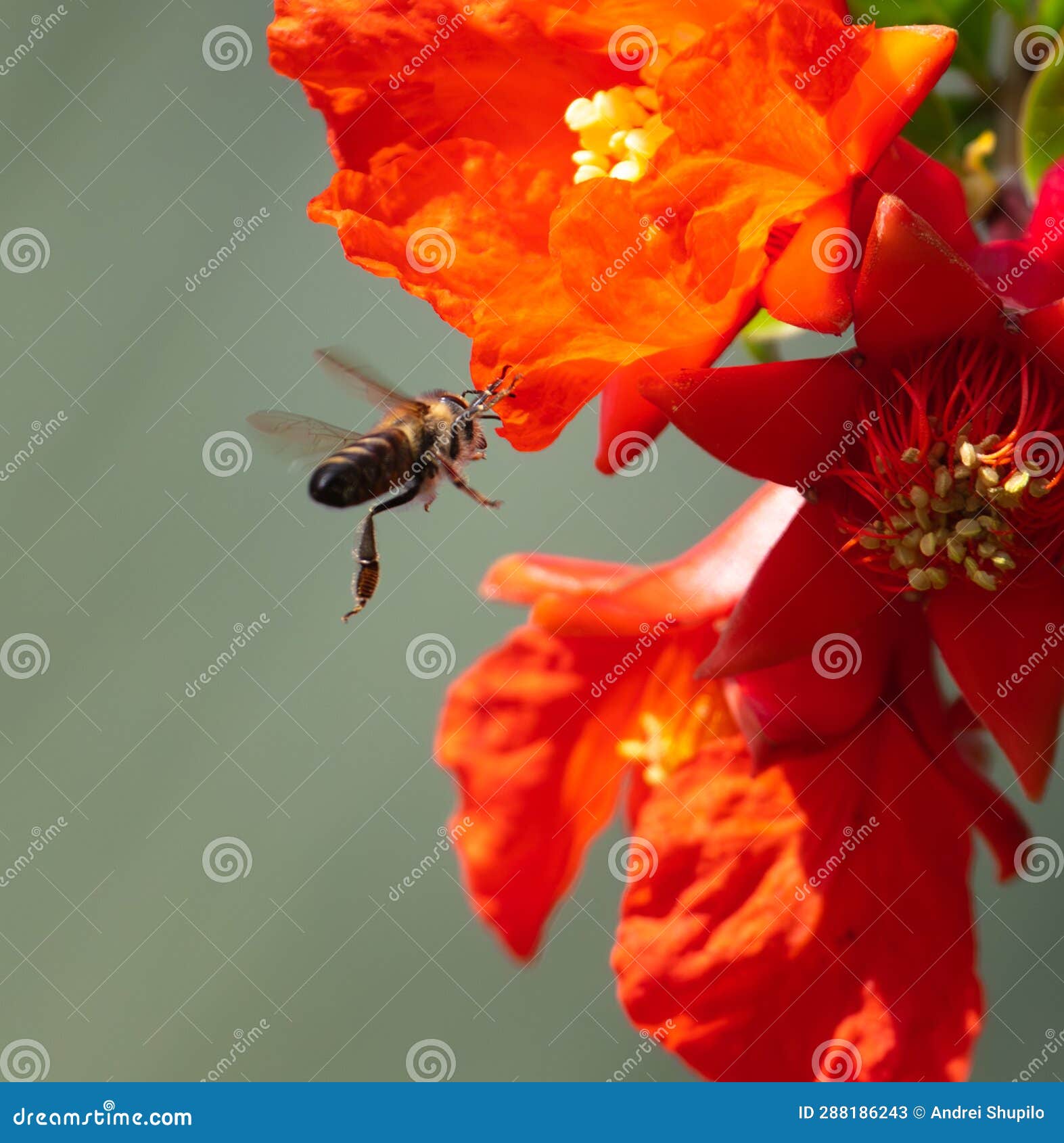 The Bee Flies Near the Red Flowers Stock Image Image of blossom