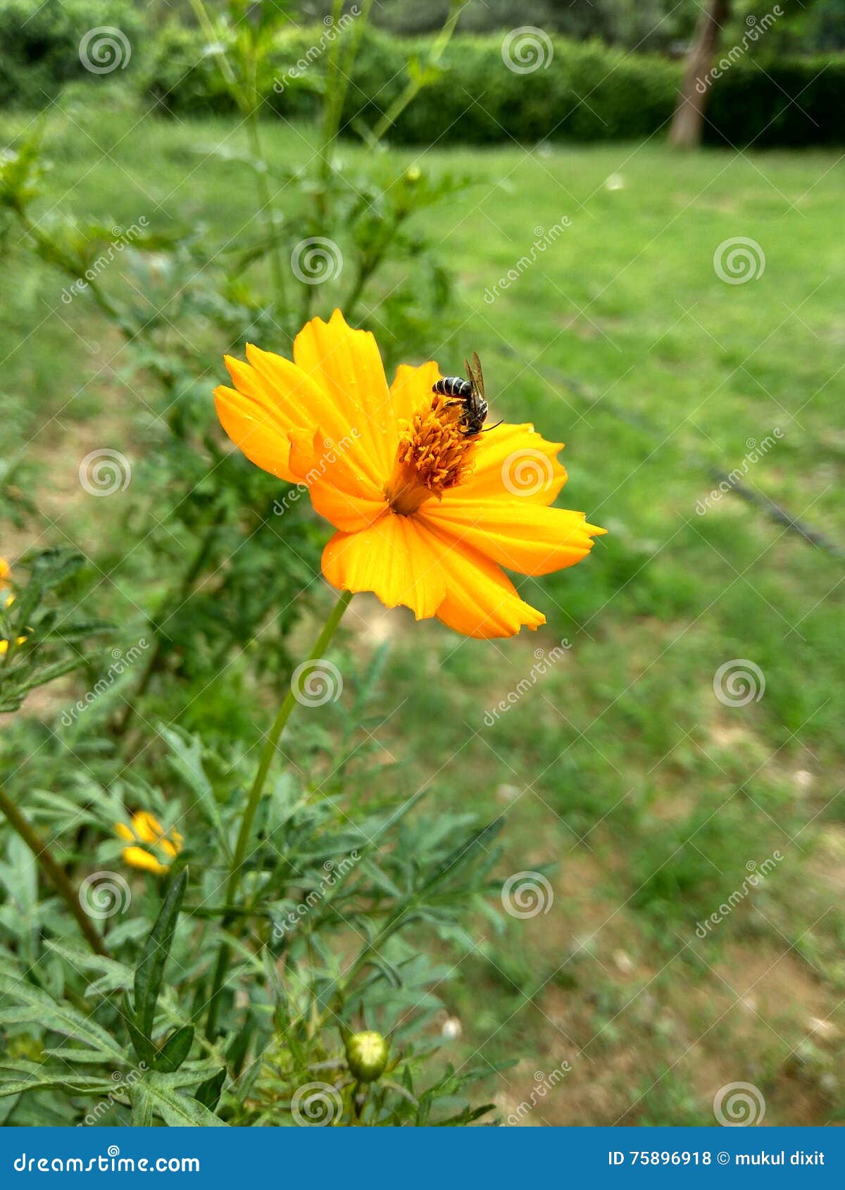 Bee and Flower Best Caption Ever Stock Photo Image of coloured