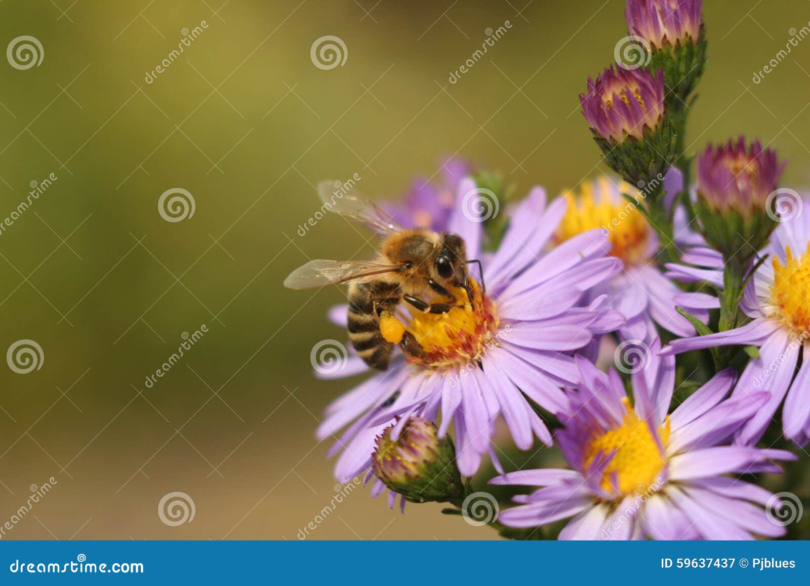 A Bee on the Flower Chrysanthemum Stock Image Image of flora, pretty