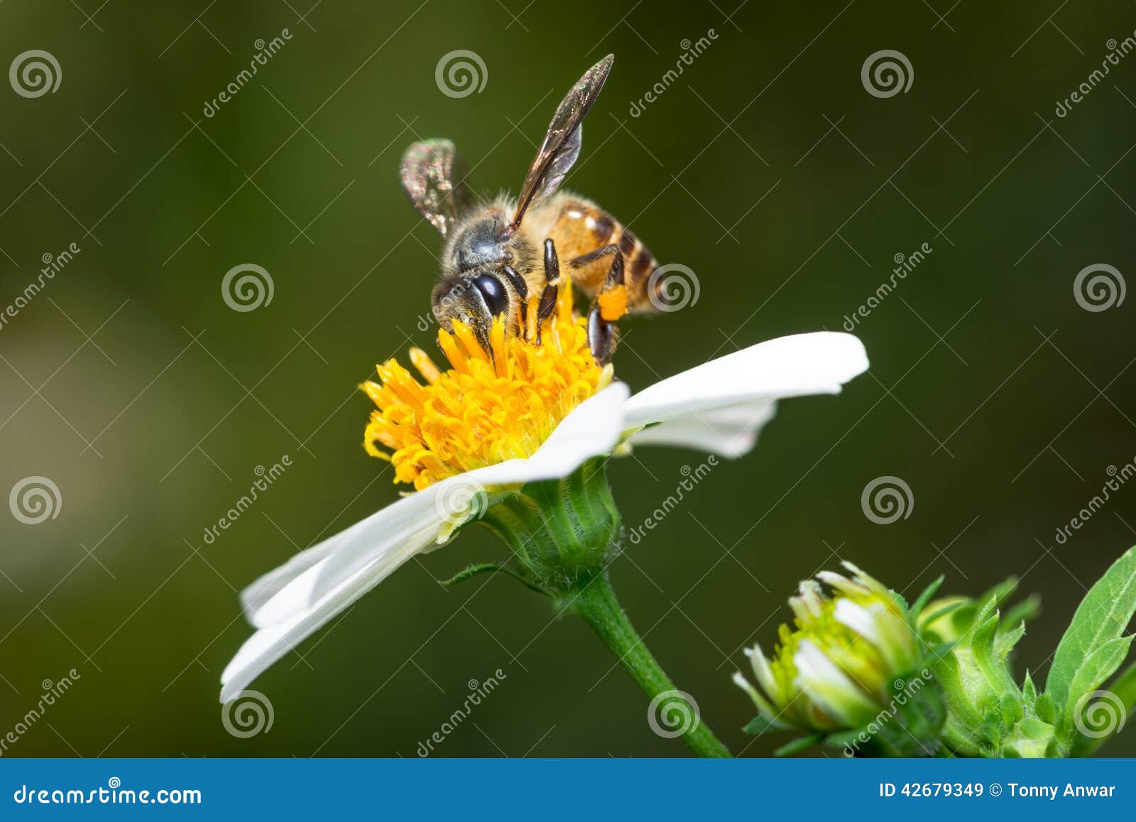 Bee and Flower stock image. Image of symbiosis, flower 42679349