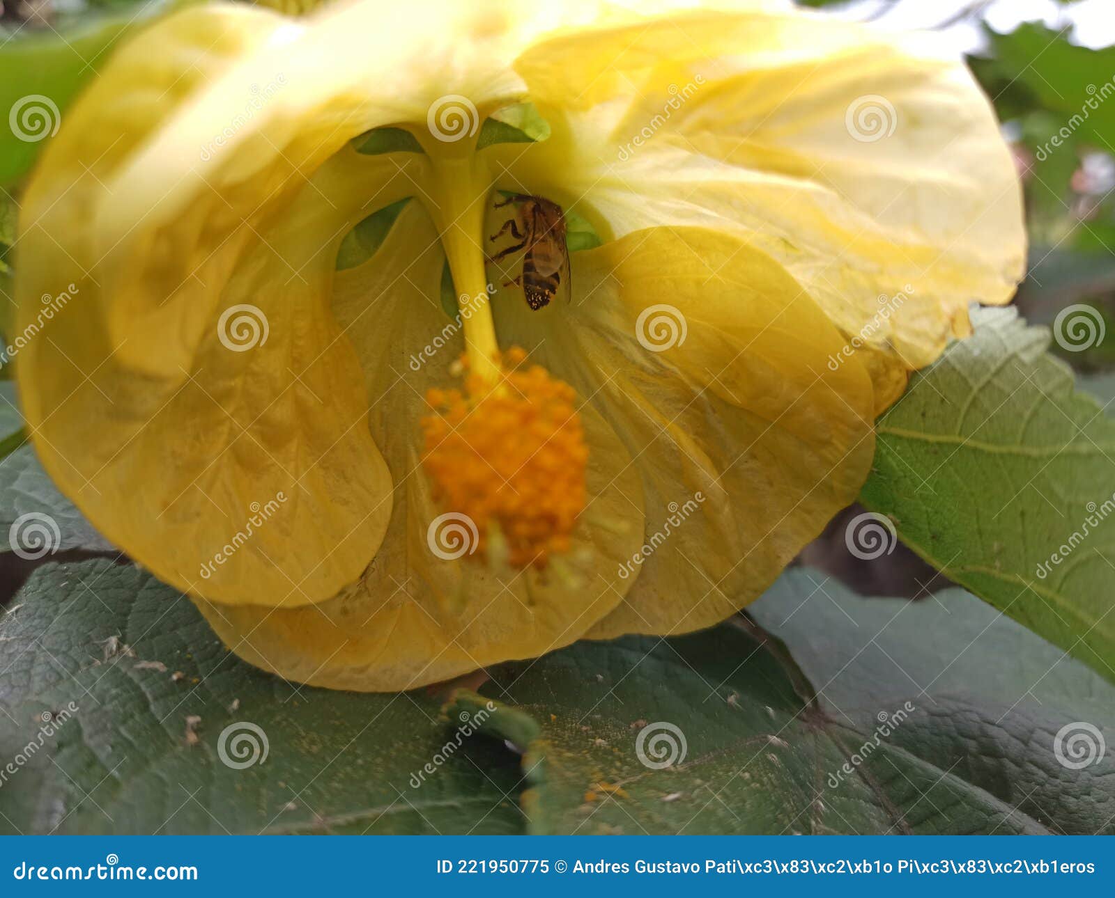 A Bee on a Flower Fiding Nectar Sweet Stock Image Image of flower