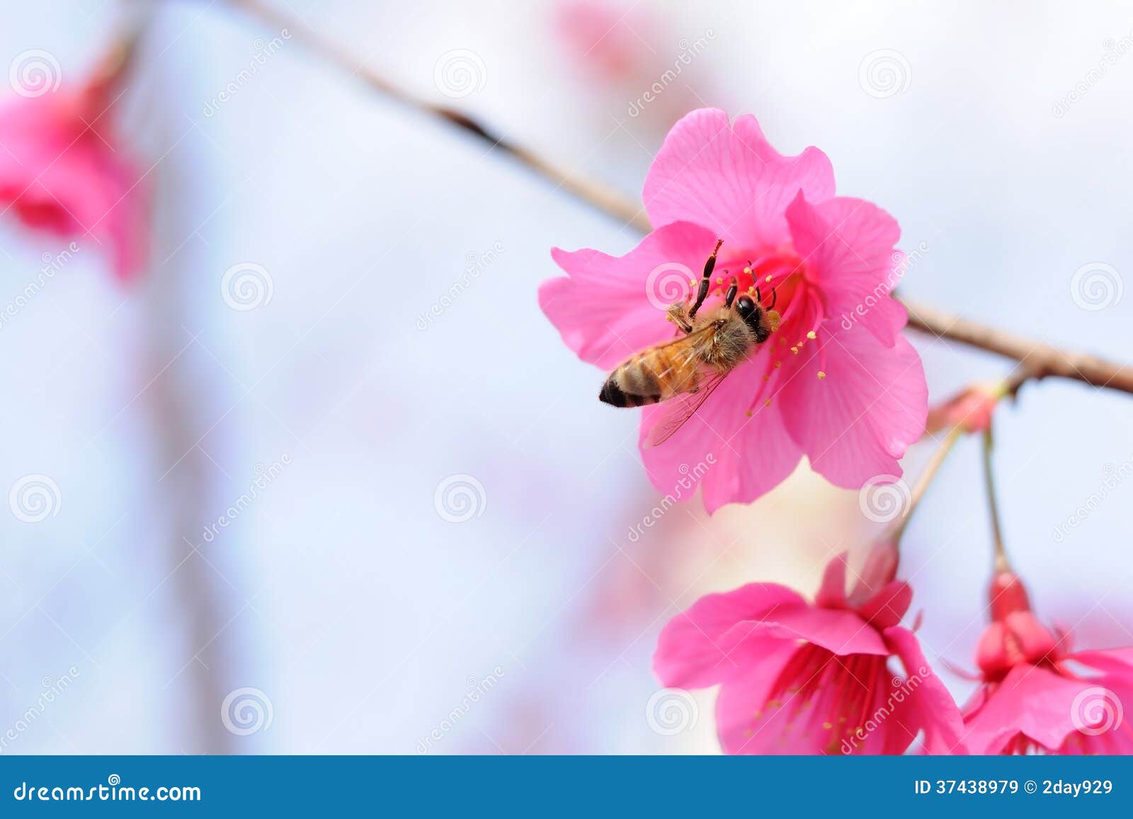 honey bee pollinating cherry blossoms. insect, flower, agriculture honeybee, beauty in nature