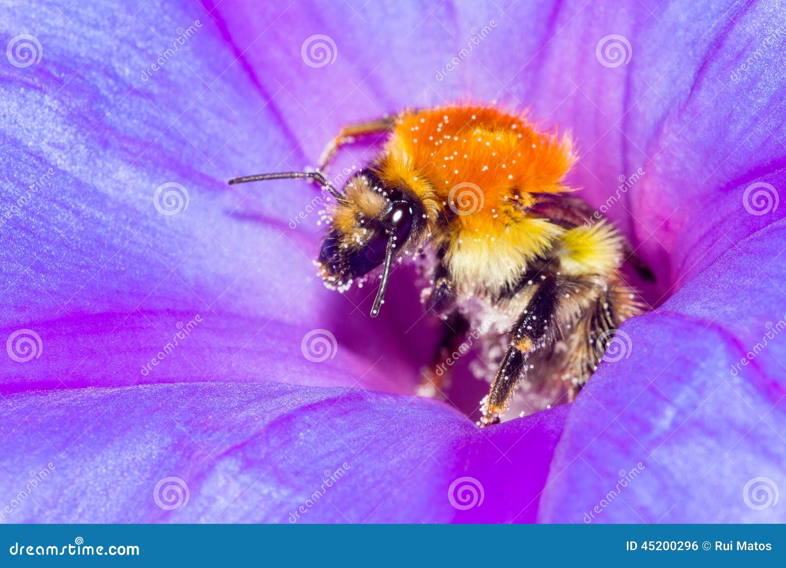 honey bee and flower pollination
