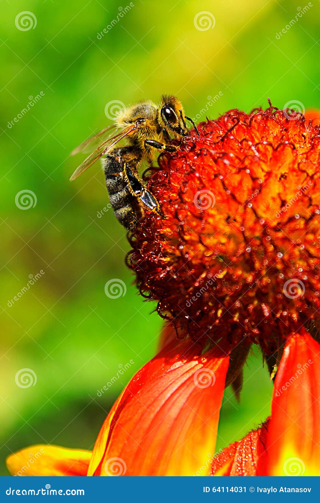 Bee and flower stock image. Image of bokeh, floral, flower 64114031