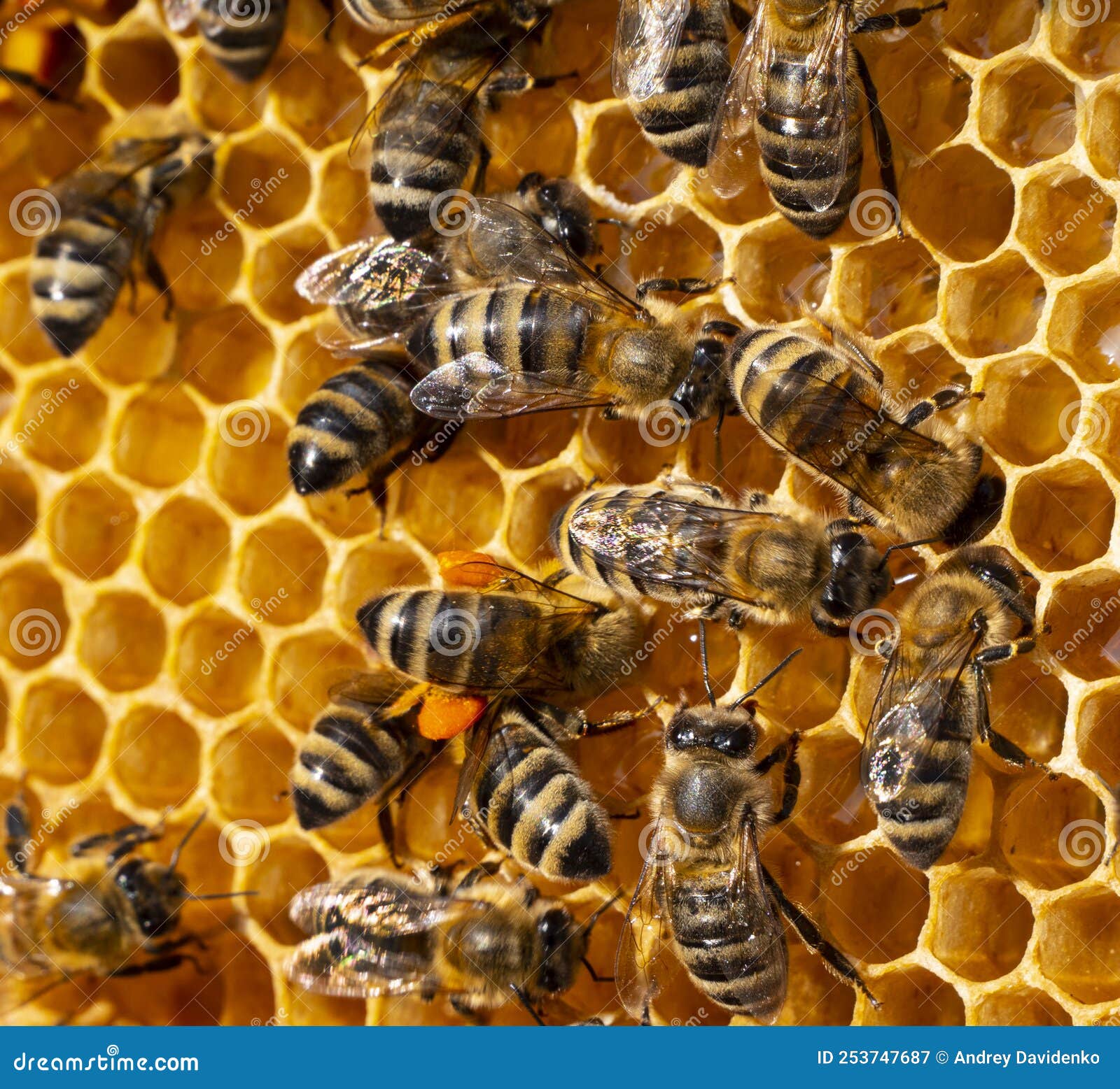 Bee with flower pollen stock image. Image of color, macro 253747687