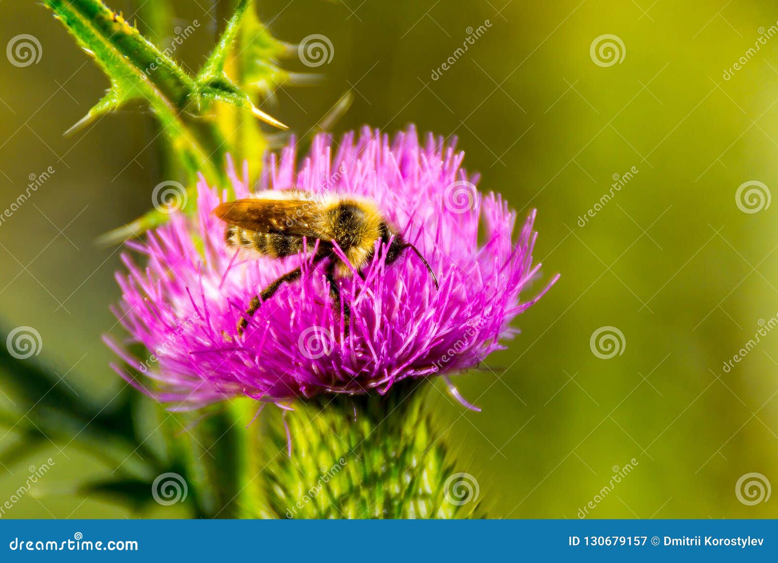 Bee on Flower, Pollination of Weeds, Collecting Nectar Stock Image