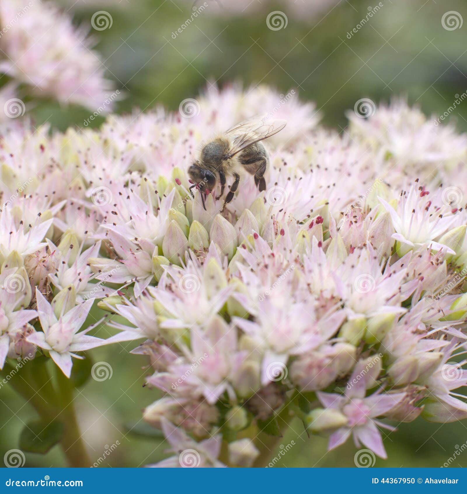 Bee on flower of sedum stock photo. Image of macro, working 44367950