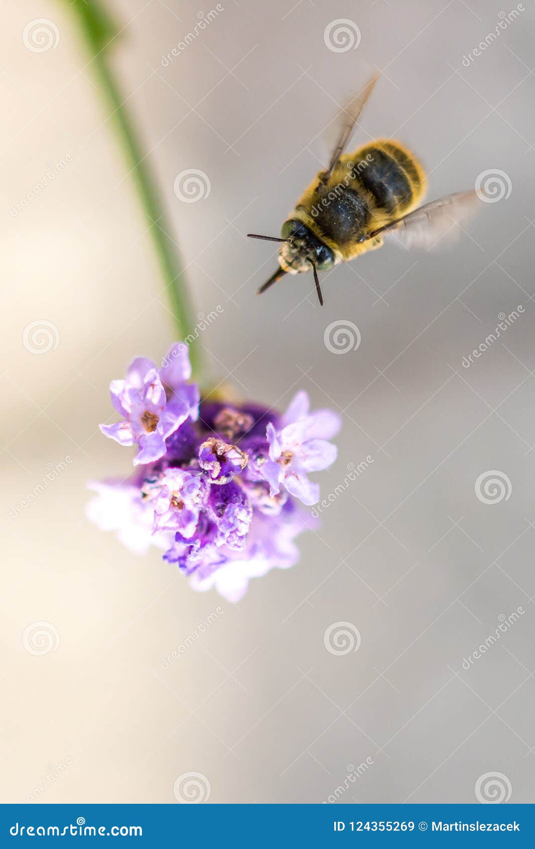 Bee on the flower. Small useful insect is working and making honey. Honeybee with wing on the blossom. Spring at countryside of meadow.