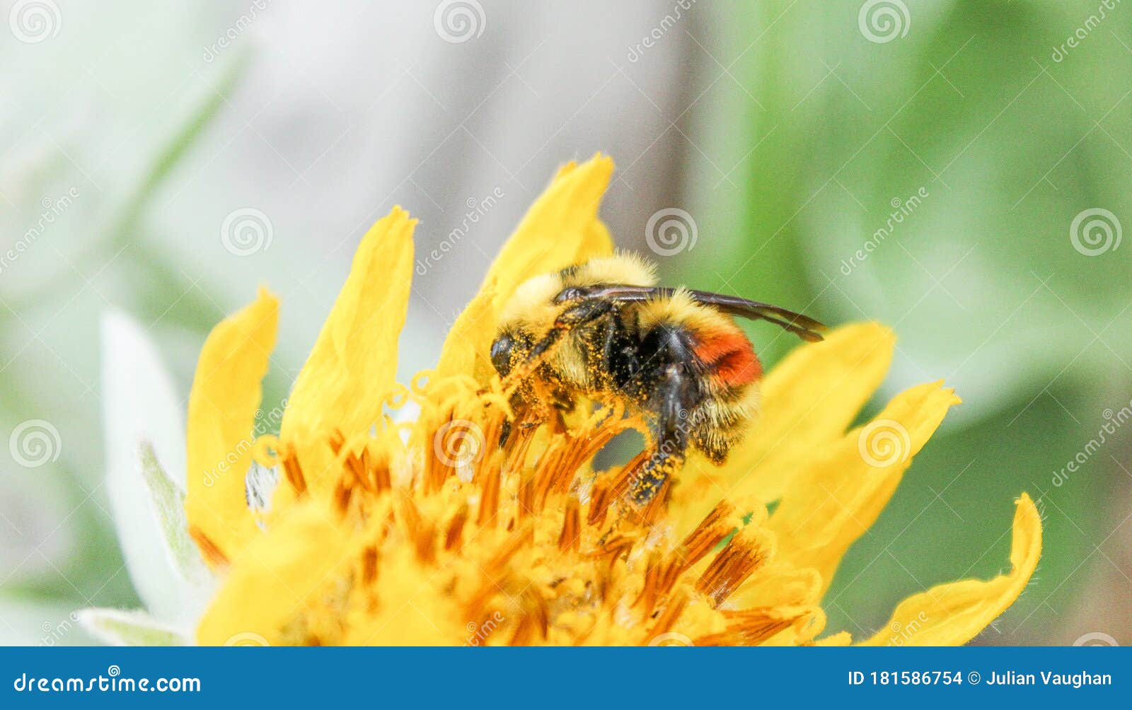 Bumble bee stock photo. Image of flower, pollen, collect 181586754