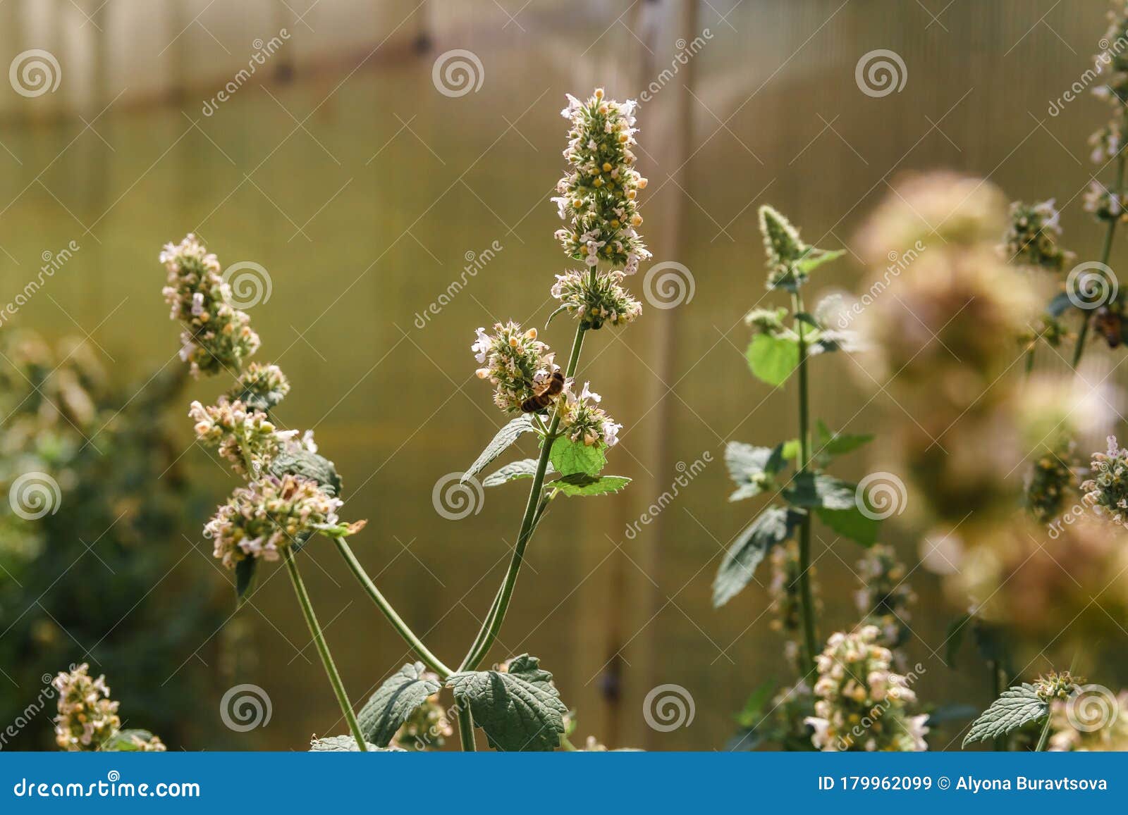 Bee on the flowers of mint stock image. Image of background 179962099