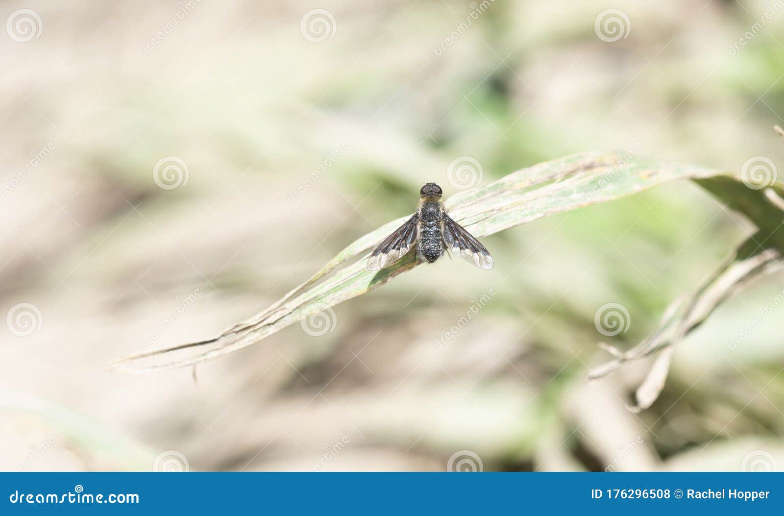 a bee fly bombyliidae anthracinae tribe villini perched on a stalk of vegetation in colorado