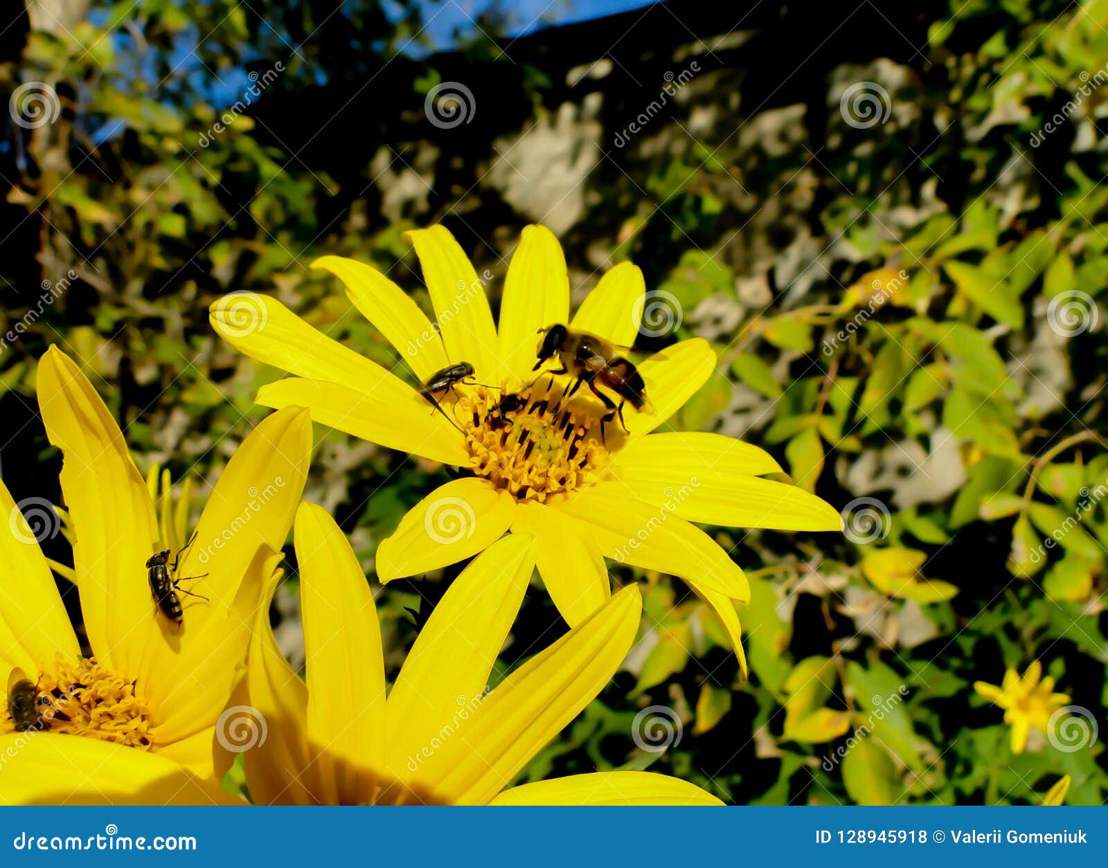 bee and fly on a girasol flower