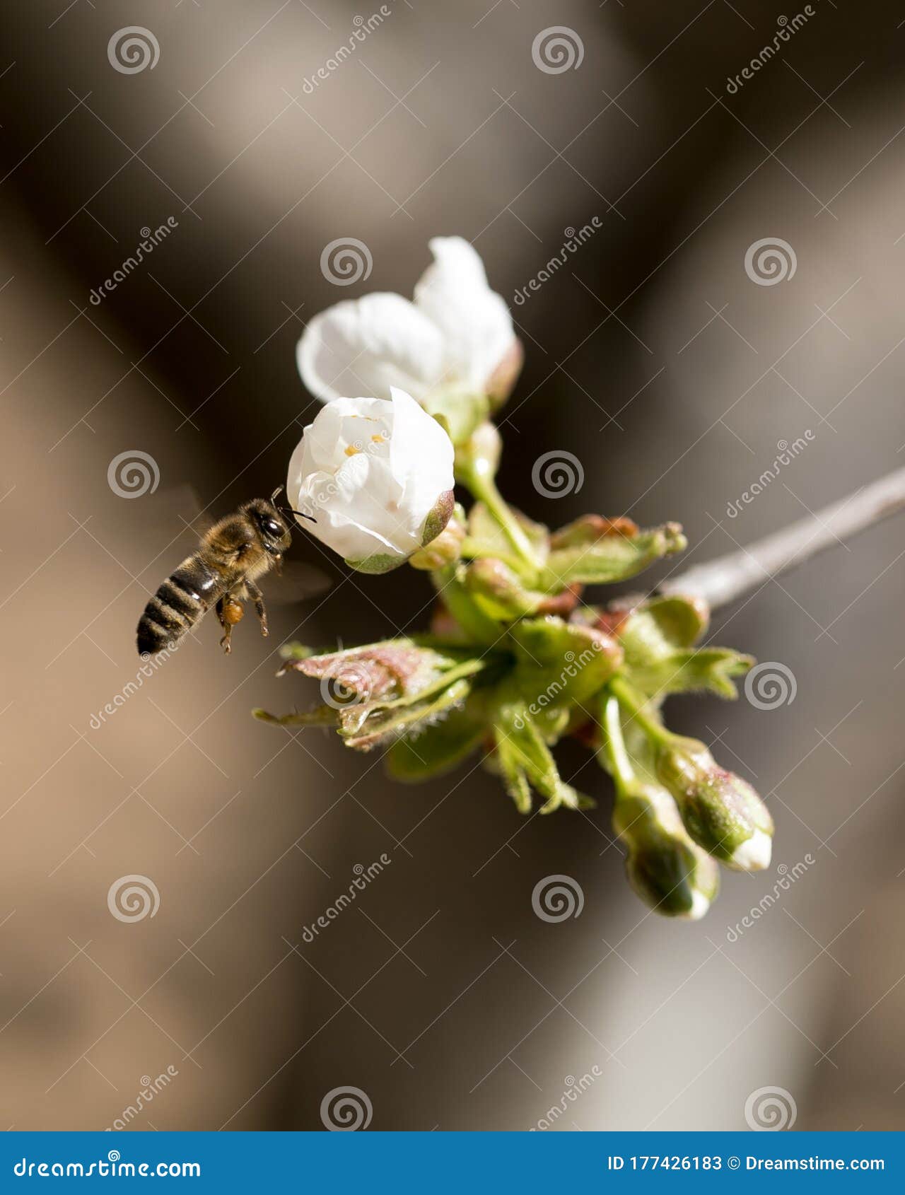 bee  flying around a cherry flower to collect polen.