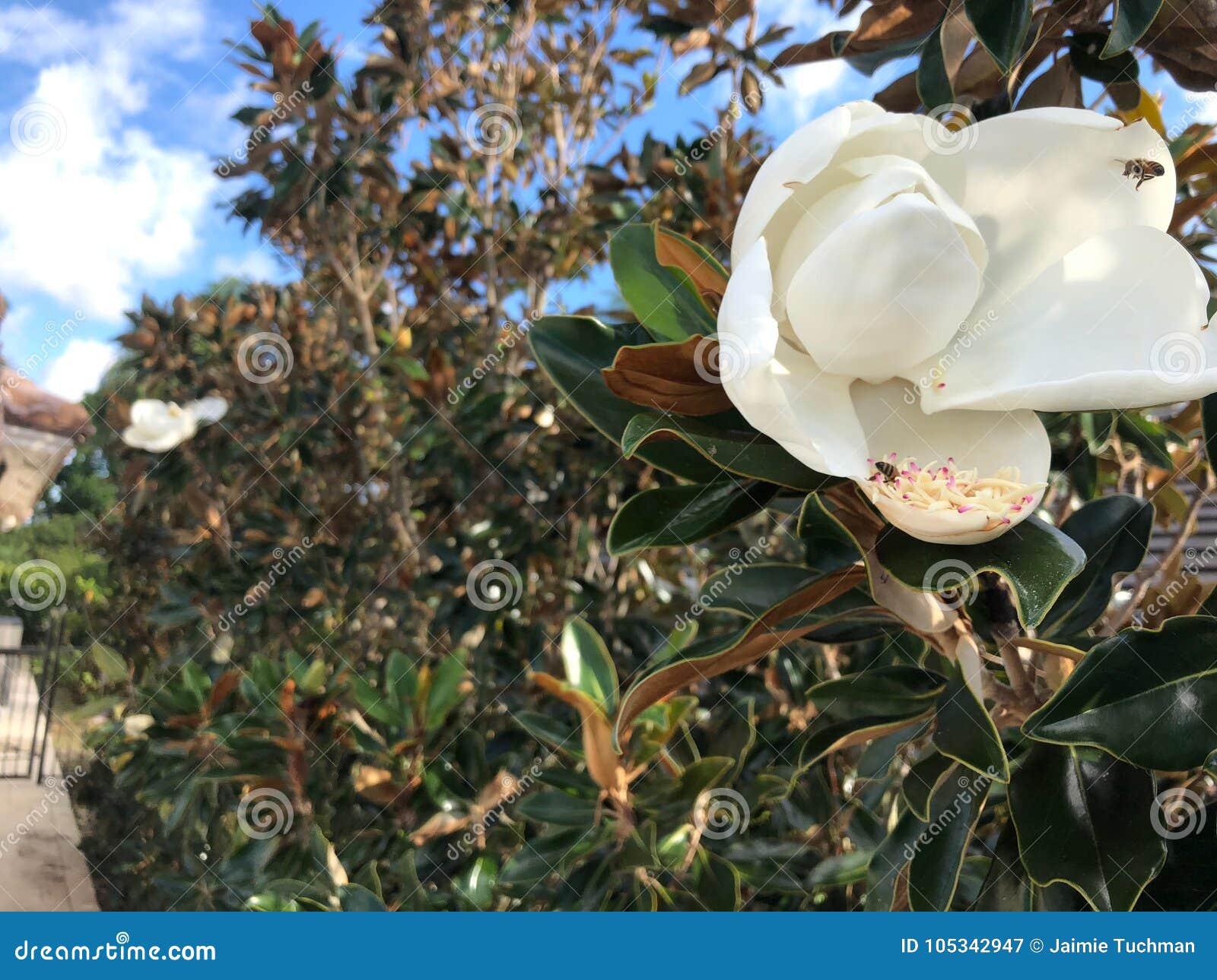 Bee Flying Around a Magnolia Flower Stock Image Image of blossom