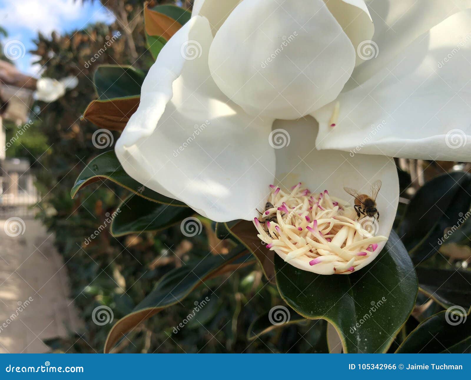 Bee Flying Around a Magnolia Flower Stock Photo Image of colorful