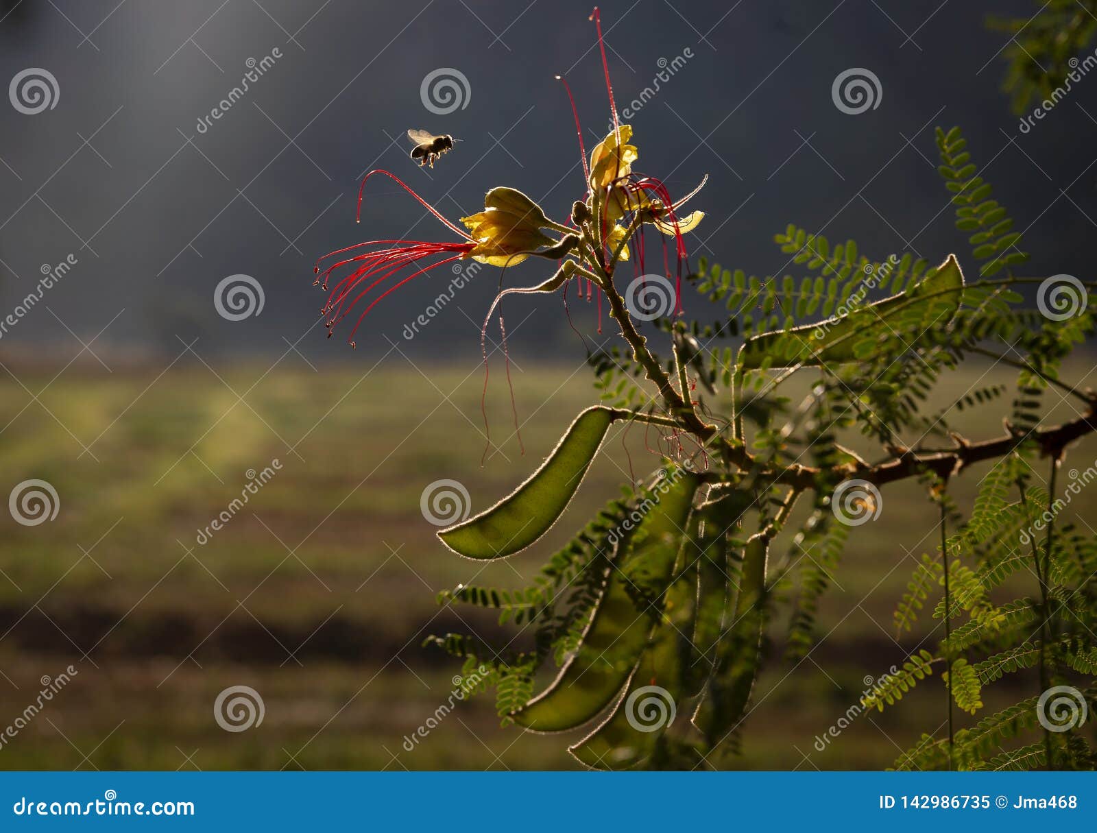 a bee flying over a yellow bird of paradise bush