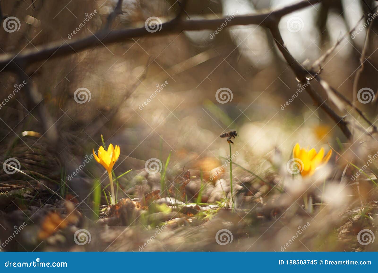 bee flying around saffron flowers and collecting pollen