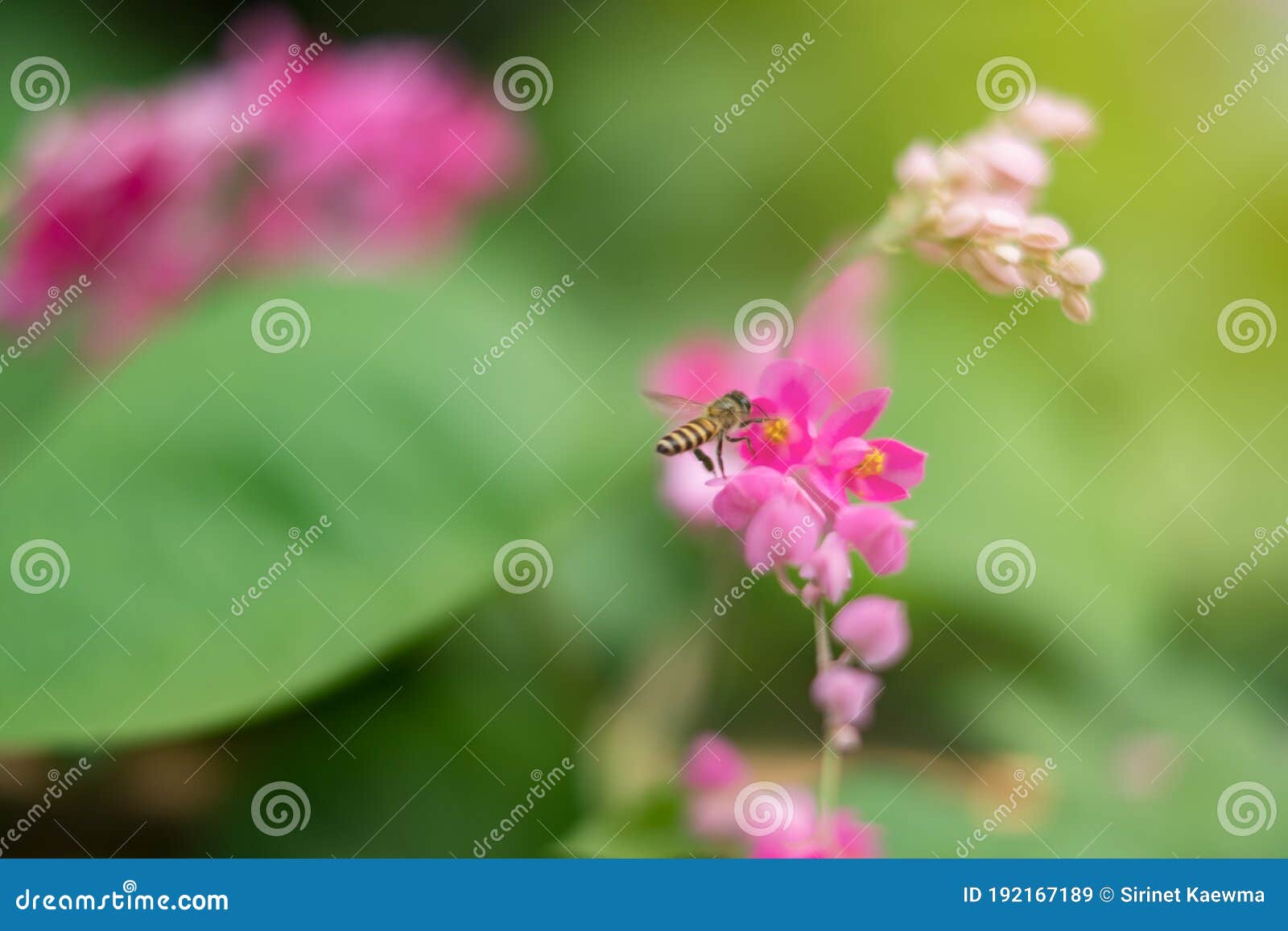 bee is flying to absorb the pink pollen or confederate vine corallita. nature wallpaper and  texture copy space