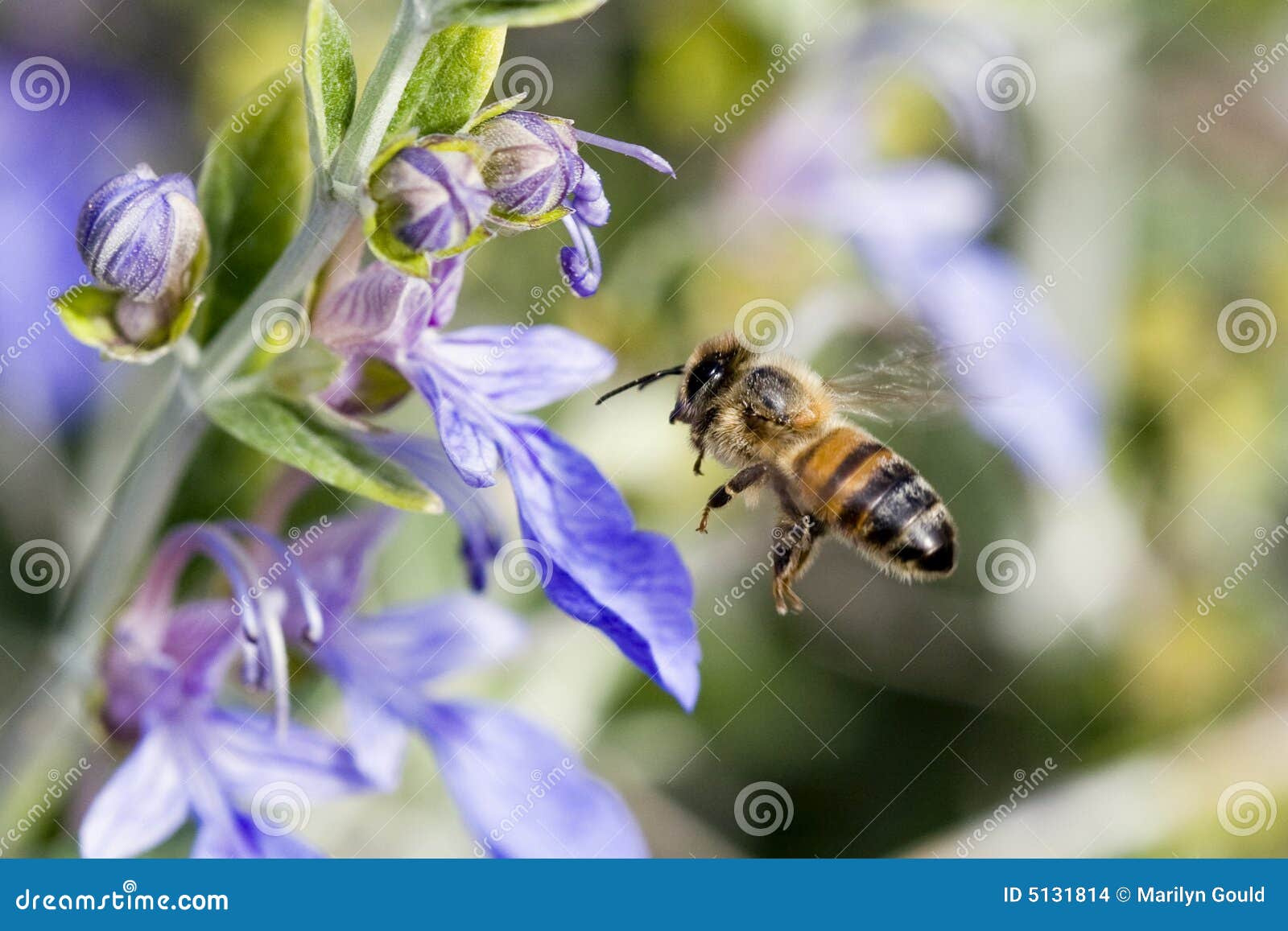 Bee flying to Blue flowers stock photo. Image of flying 5131814