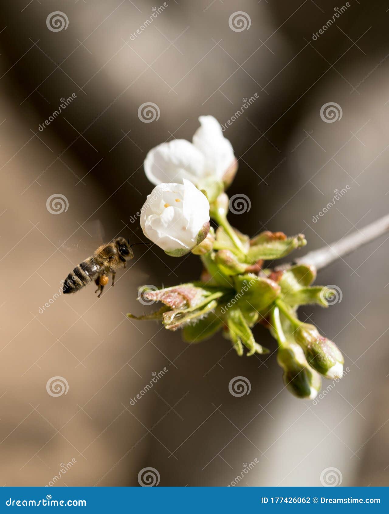 bee flying to collect polen.