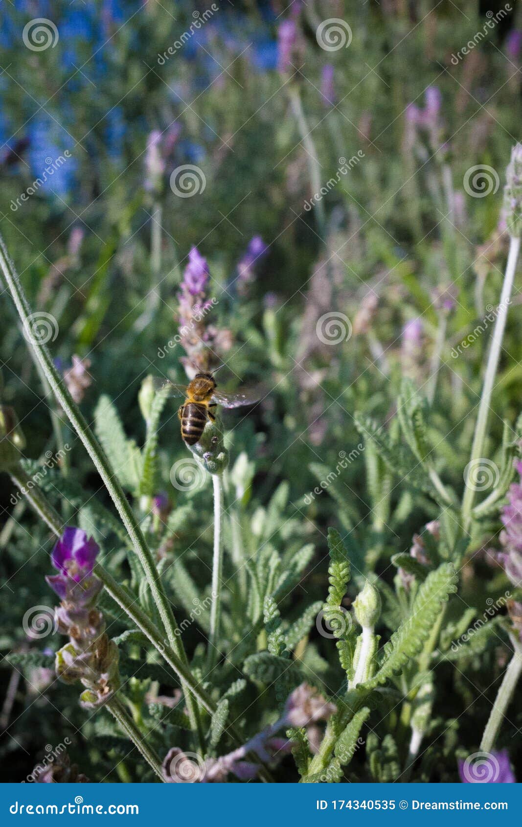 bee flying to a lavander flower