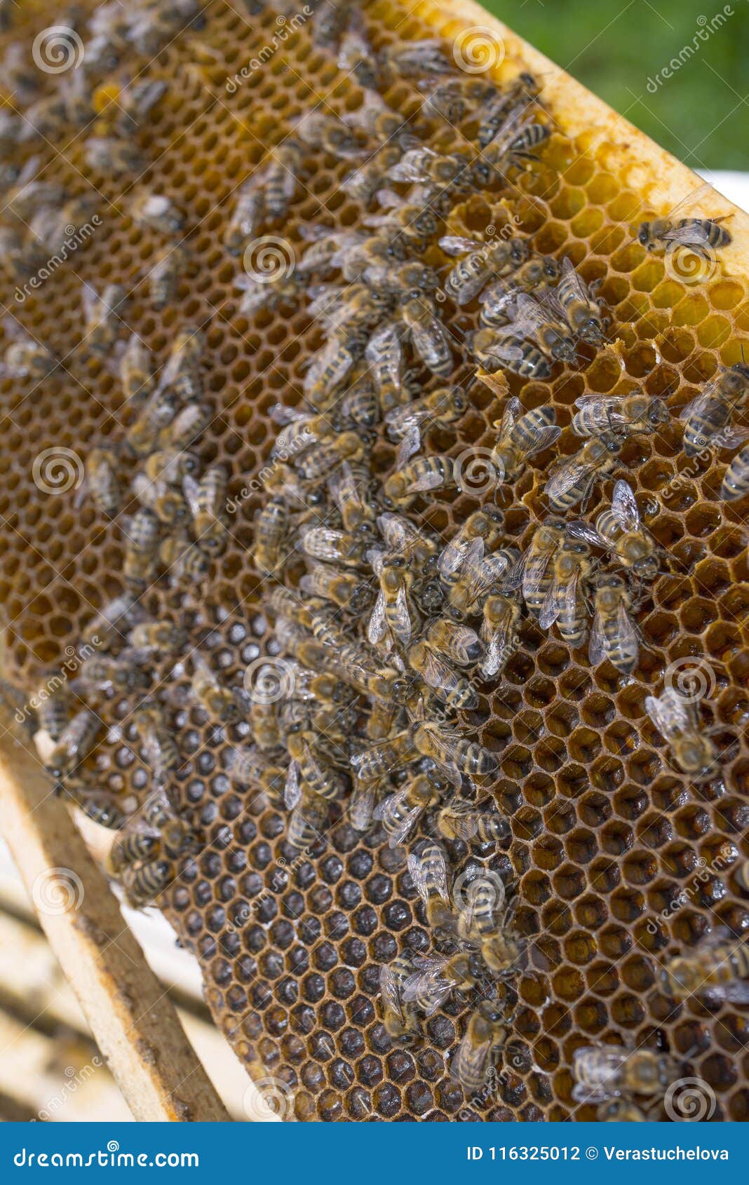 bee frame with worker combs close up