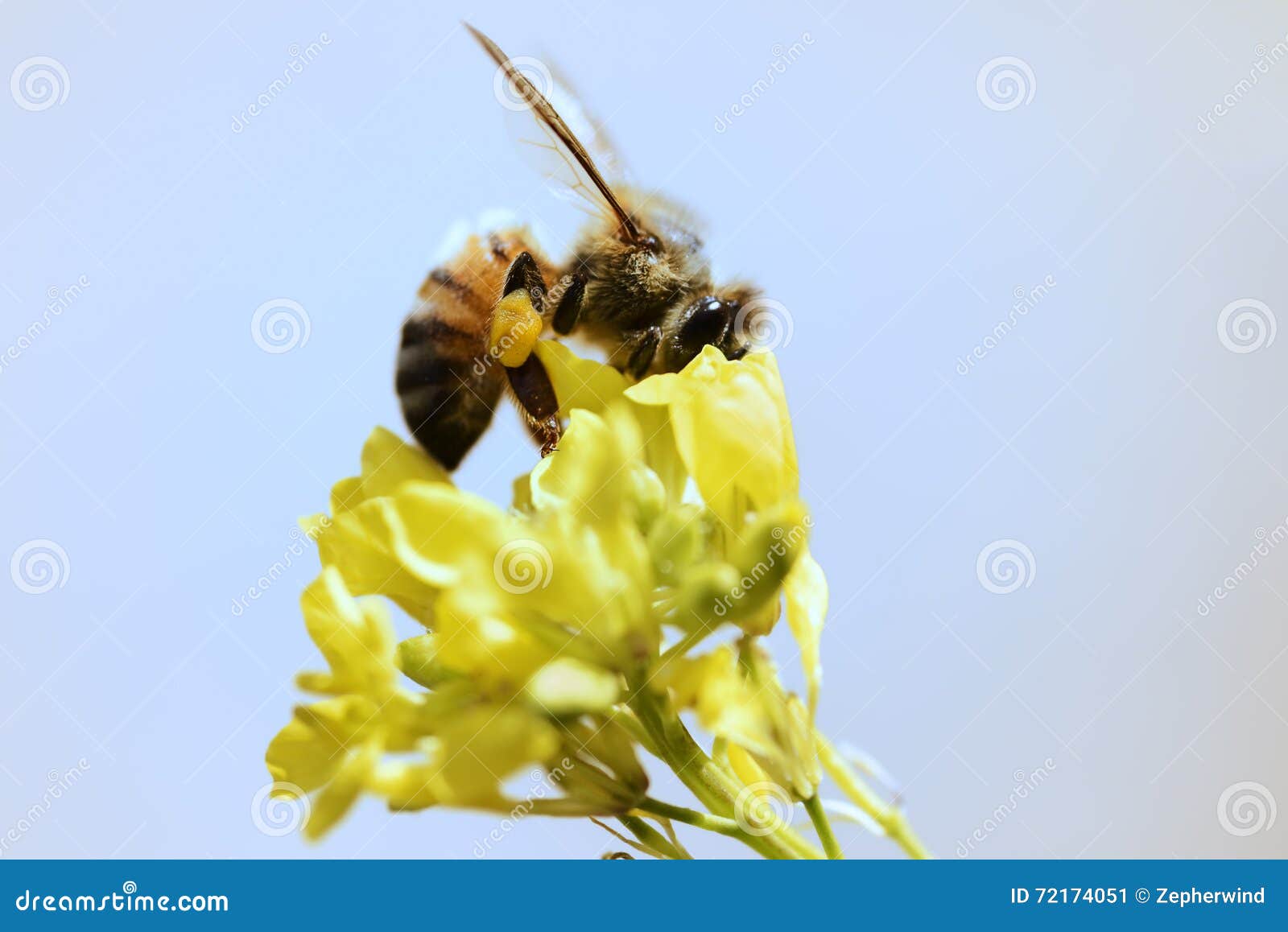 Bee gathering pollen stock image. Image of detail, flora 72174051