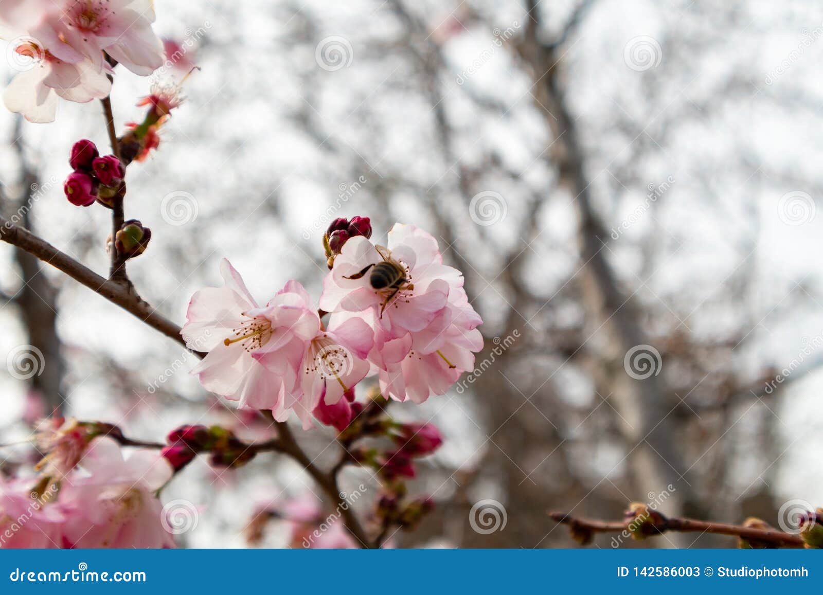 Bee Gathering Pollen from Feeding on Peach Tree Flower Stock Image